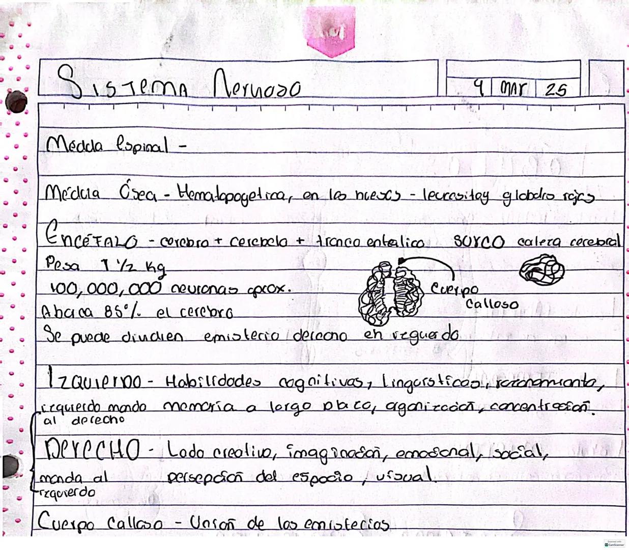 # SISTEMA Nervioso
00
Percibe ealimulos, procesarlos y responder ante ellos.
Celula principal del sistema nervioso son las neuronas
neur