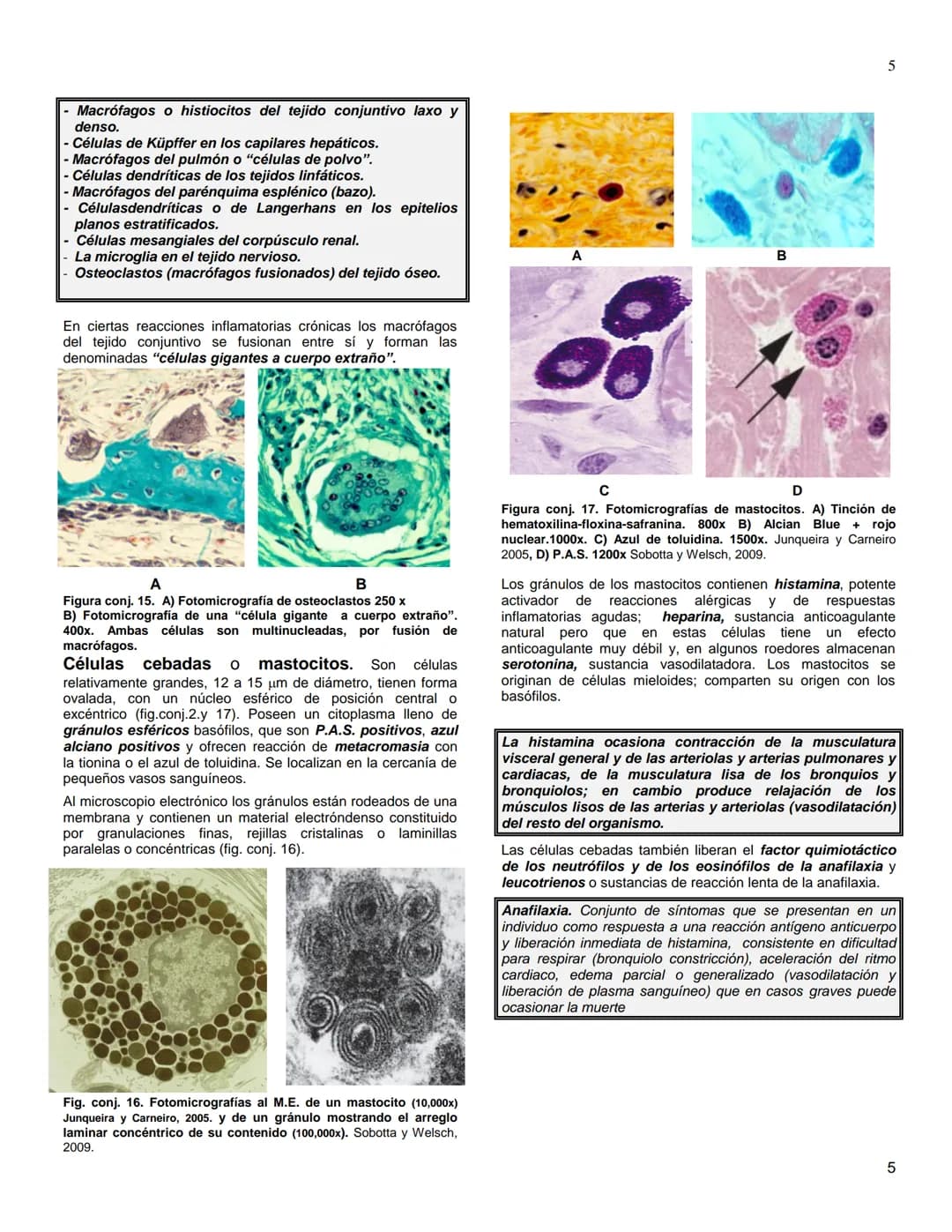 # UNIVERSIDAD NACIONAL AUTÓNOMA DE
MÉXICO
# FACULTAD DE MEDICINA
## Departamento de Biología Celular y Tisular
# BIOLOGÍA CELULAR E HISTO
