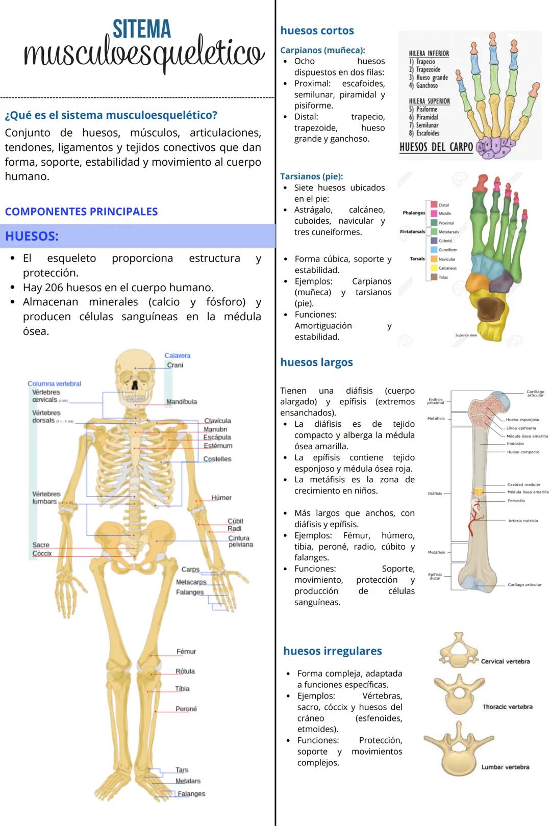 # SISTEMA
# musculoesquelético
¿Qué es el sistema musculoesquelético?
Conjunto de huesos, músculos, articulaciones, tendones, ligamentos y