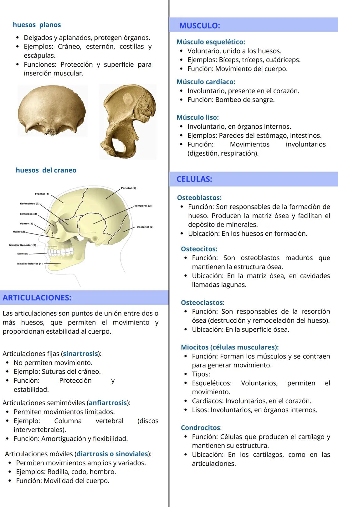 # SISTEMA
# musculoesquelético
¿Qué es el sistema musculoesquelético?
Conjunto de huesos, músculos, articulaciones, tendones, ligamentos y