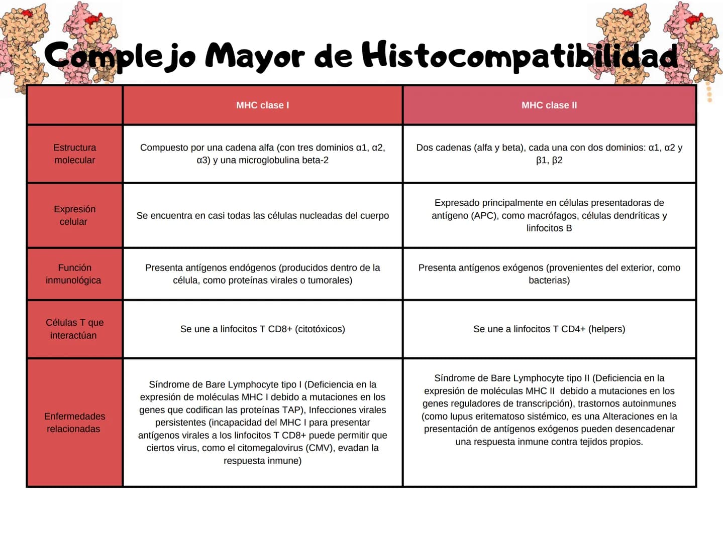 # Complejo Mayor de Histocompatibilidad
| | MHC clase I | MHC clase II |
|---|---|---|
| Estructura molecular | Compuesto por una cadena al