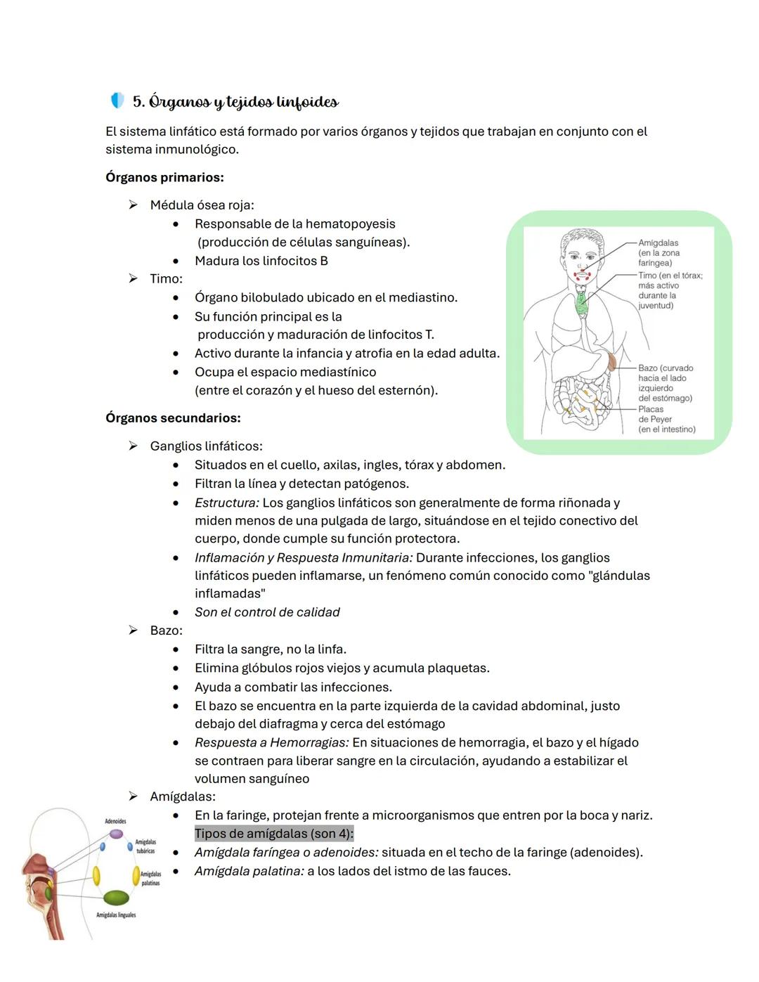 # GUÍA DE ESTUDIO: SISTEMA LINFÁTICO
✔ 1. Introducción al Sistema Linfático
El sistema linfático forma parte del sistema circulatorio.
¿C
