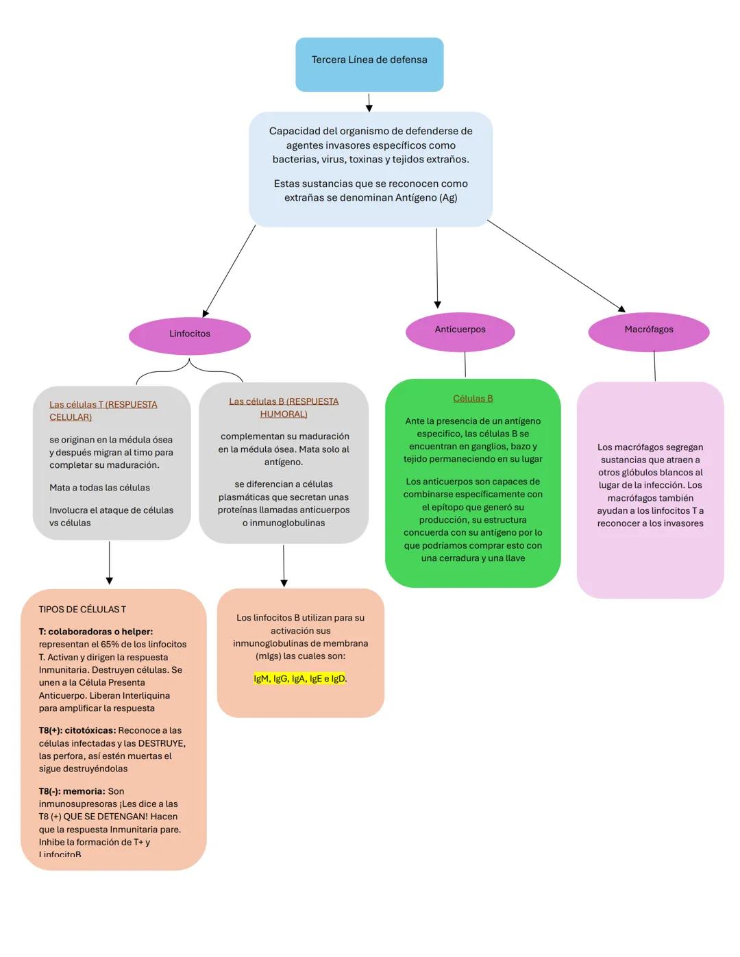 # GUÍA DE ESTUDIO: SISTEMA LINFÁTICO
✔ 1. Introducción al Sistema Linfático
El sistema linfático forma parte del sistema circulatorio.
¿C