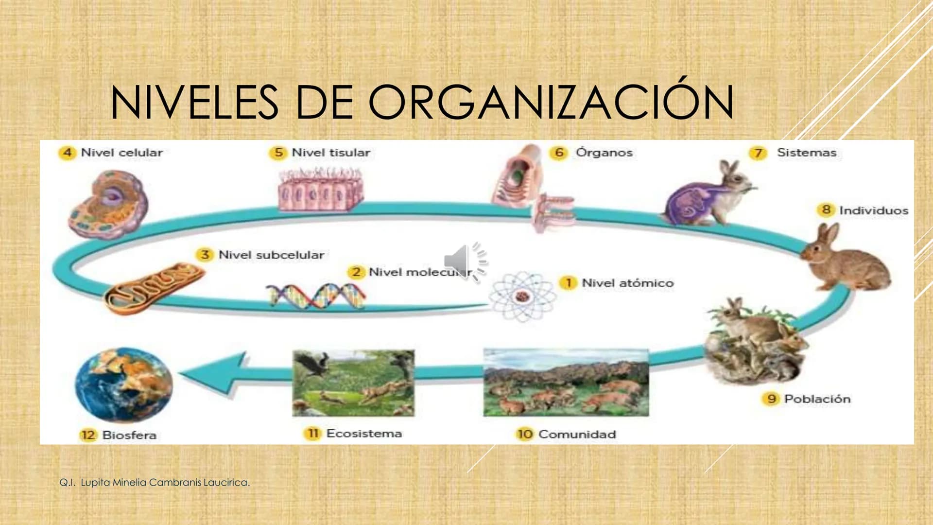 # NIVELES DE ORGANIZACIÓN
4 Nivel celular
5 Nivel tisular
6 Órganos
7 Sistemas
8 Individuos
3 Nivel subcelular
2 Nivel molecular
1 N