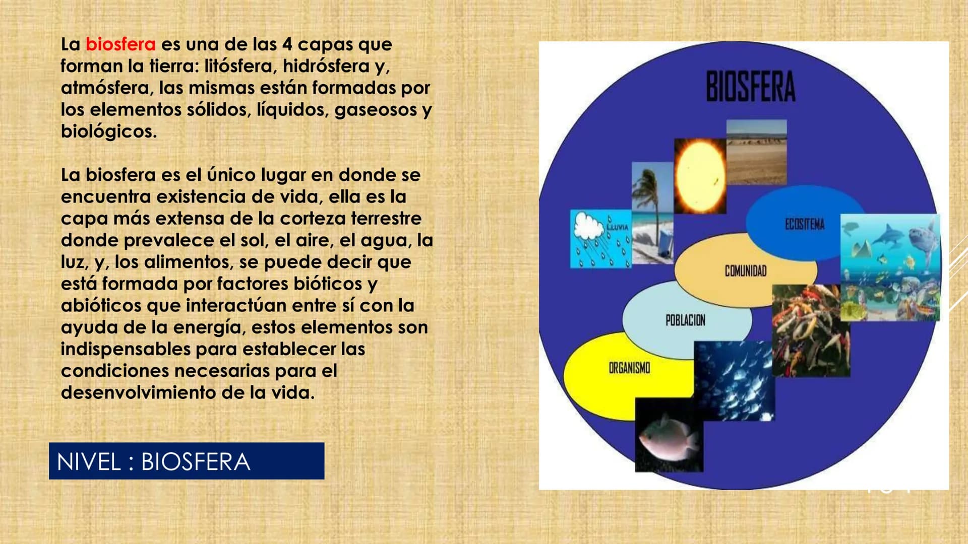 # NIVELES DE ORGANIZACIÓN
4 Nivel celular
5 Nivel tisular
6 Órganos
7 Sistemas
8 Individuos
3 Nivel subcelular
2 Nivel molecular
1 N