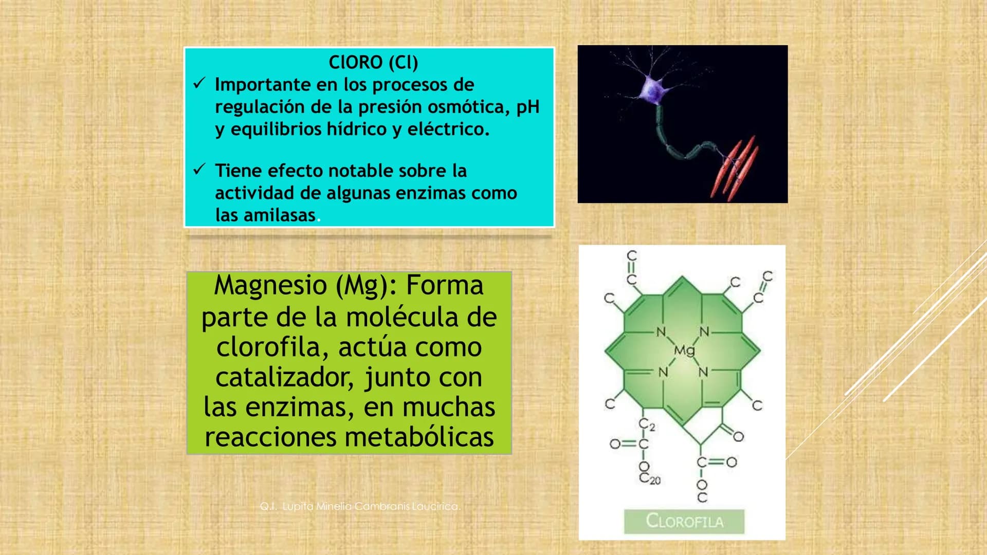 # NIVELES DE ORGANIZACIÓN
4 Nivel celular
5 Nivel tisular
6 Órganos
7 Sistemas
8 Individuos
3 Nivel subcelular
2 Nivel molecular
1 N