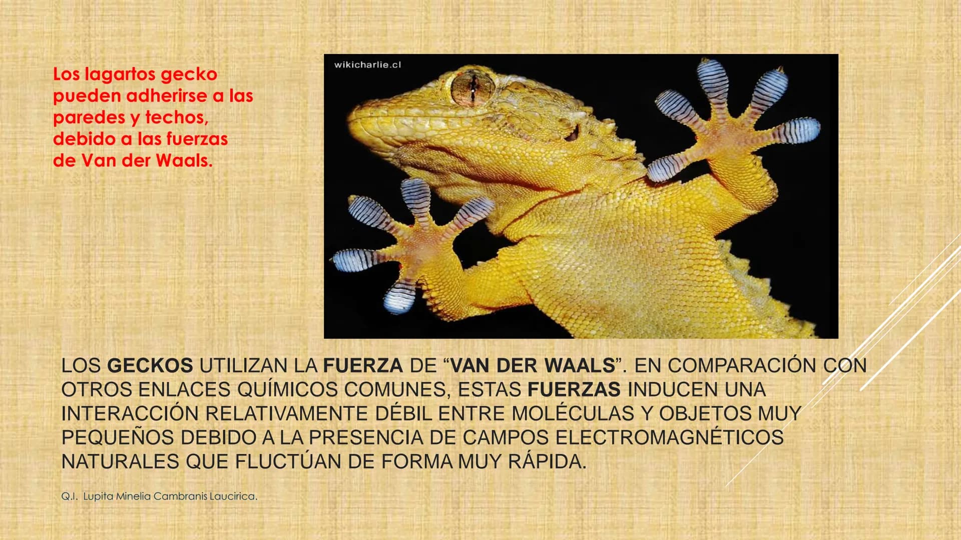 # NIVELES DE ORGANIZACIÓN
4 Nivel celular
5 Nivel tisular
6 Órganos
7 Sistemas
8 Individuos
3 Nivel subcelular
2 Nivel molecular
1 N