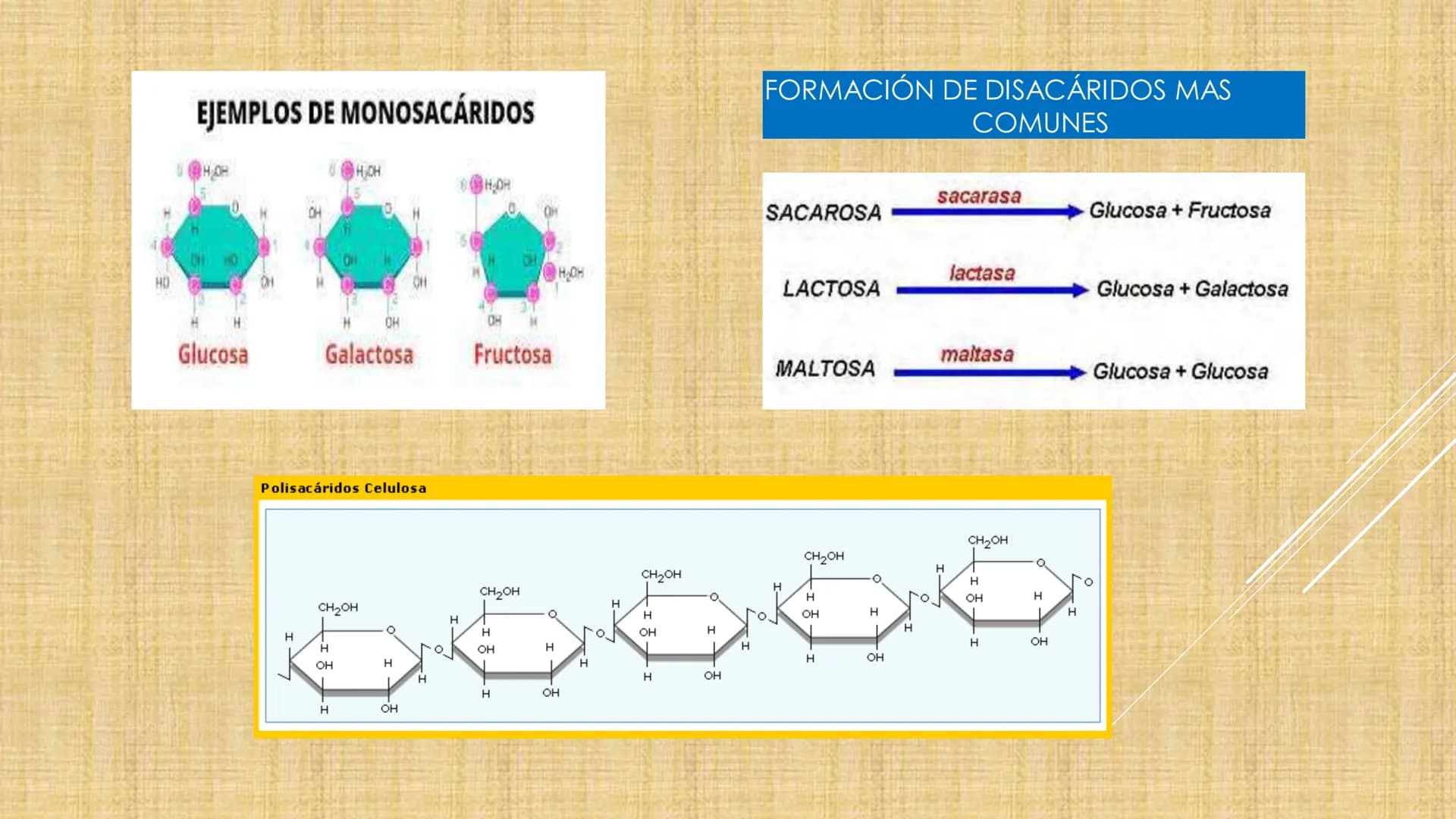 # NIVELES DE ORGANIZACIÓN
4 Nivel celular
5 Nivel tisular
6 Órganos
7 Sistemas
8 Individuos
3 Nivel subcelular
2 Nivel molecular
1 N