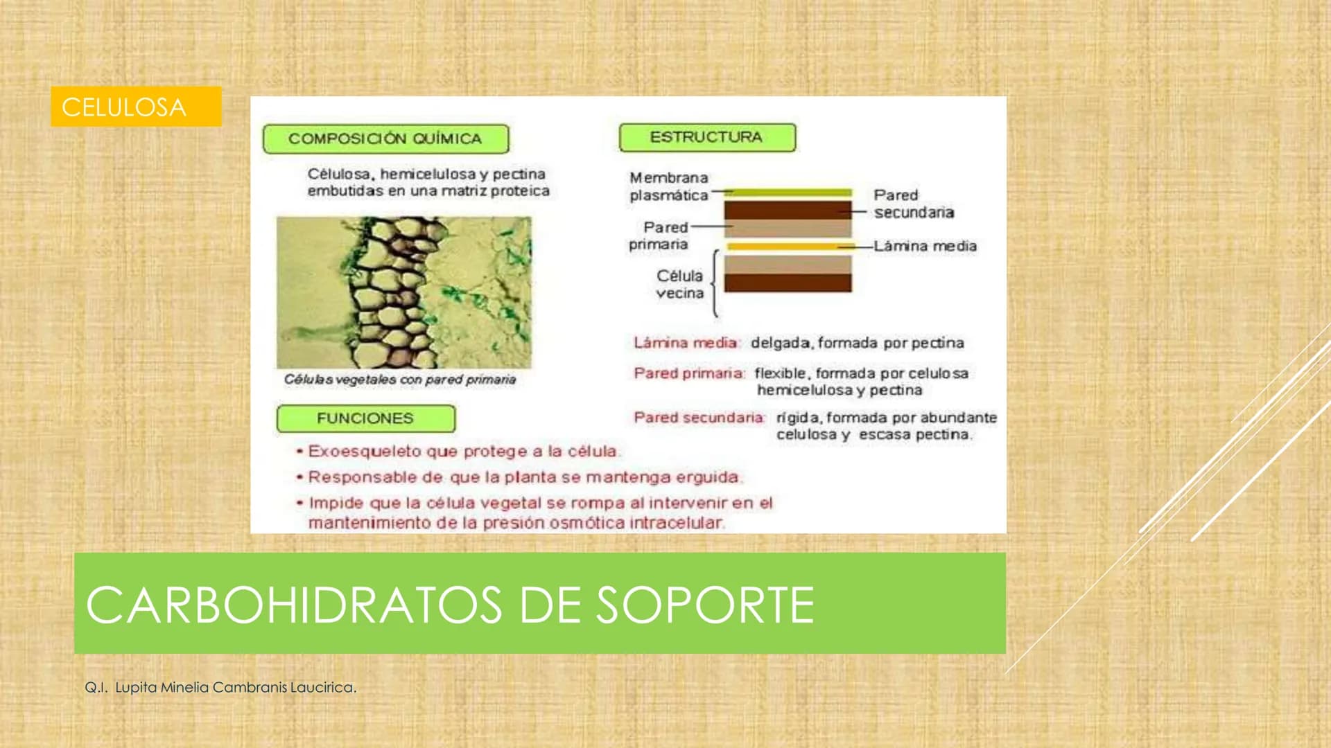 # NIVELES DE ORGANIZACIÓN
4 Nivel celular
5 Nivel tisular
6 Órganos
7 Sistemas
8 Individuos
3 Nivel subcelular
2 Nivel molecular
1 N