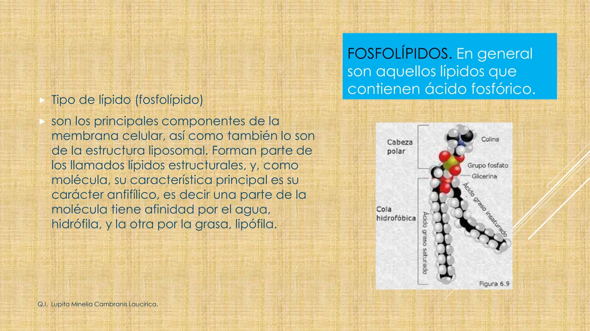 # NIVELES DE ORGANIZACIÓN
4 Nivel celular
5 Nivel tisular
6 Órganos
7 Sistemas
8 Individuos
3 Nivel subcelular
2 Nivel molecular
1 N
