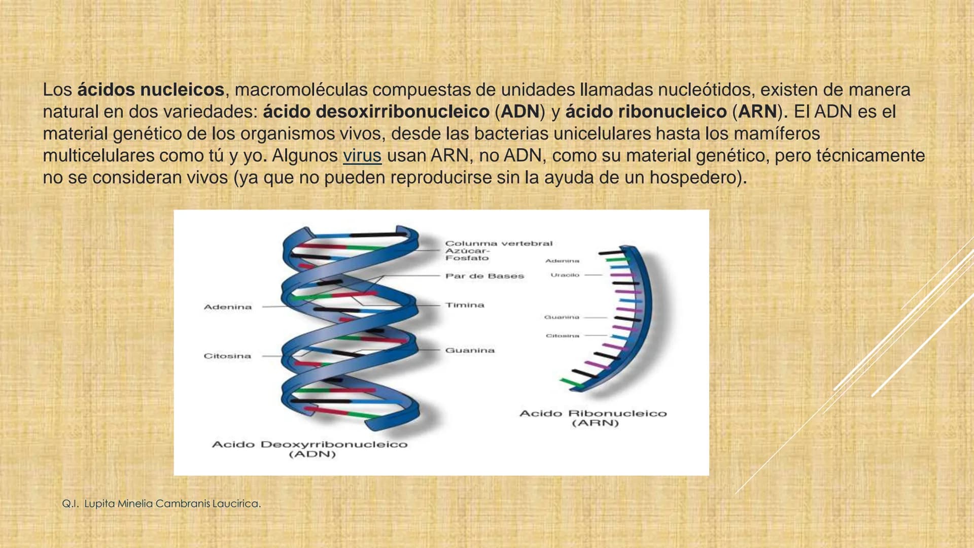 # NIVELES DE ORGANIZACIÓN
4 Nivel celular
5 Nivel tisular
6 Órganos
7 Sistemas
8 Individuos
3 Nivel subcelular
2 Nivel molecular
1 N