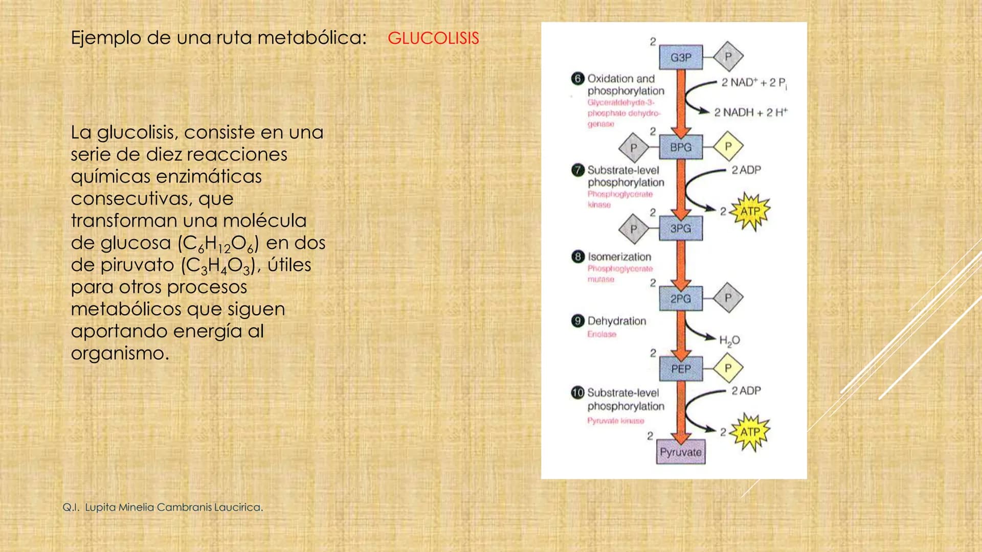 # NIVELES DE ORGANIZACIÓN
4 Nivel celular
5 Nivel tisular
6 Órganos
7 Sistemas
8 Individuos
3 Nivel subcelular
2 Nivel molecular
1 N