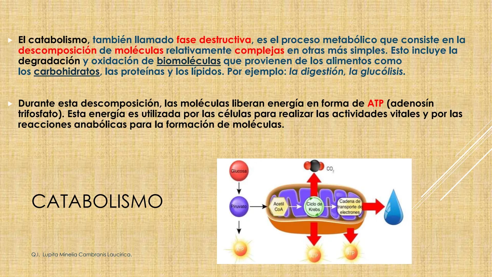 # NIVELES DE ORGANIZACIÓN
4 Nivel celular
5 Nivel tisular
6 Órganos
7 Sistemas
8 Individuos
3 Nivel subcelular
2 Nivel molecular
1 N
