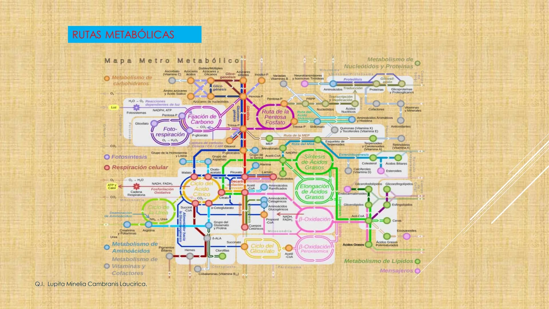 # NIVELES DE ORGANIZACIÓN
4 Nivel celular
5 Nivel tisular
6 Órganos
7 Sistemas
8 Individuos
3 Nivel subcelular
2 Nivel molecular
1 N