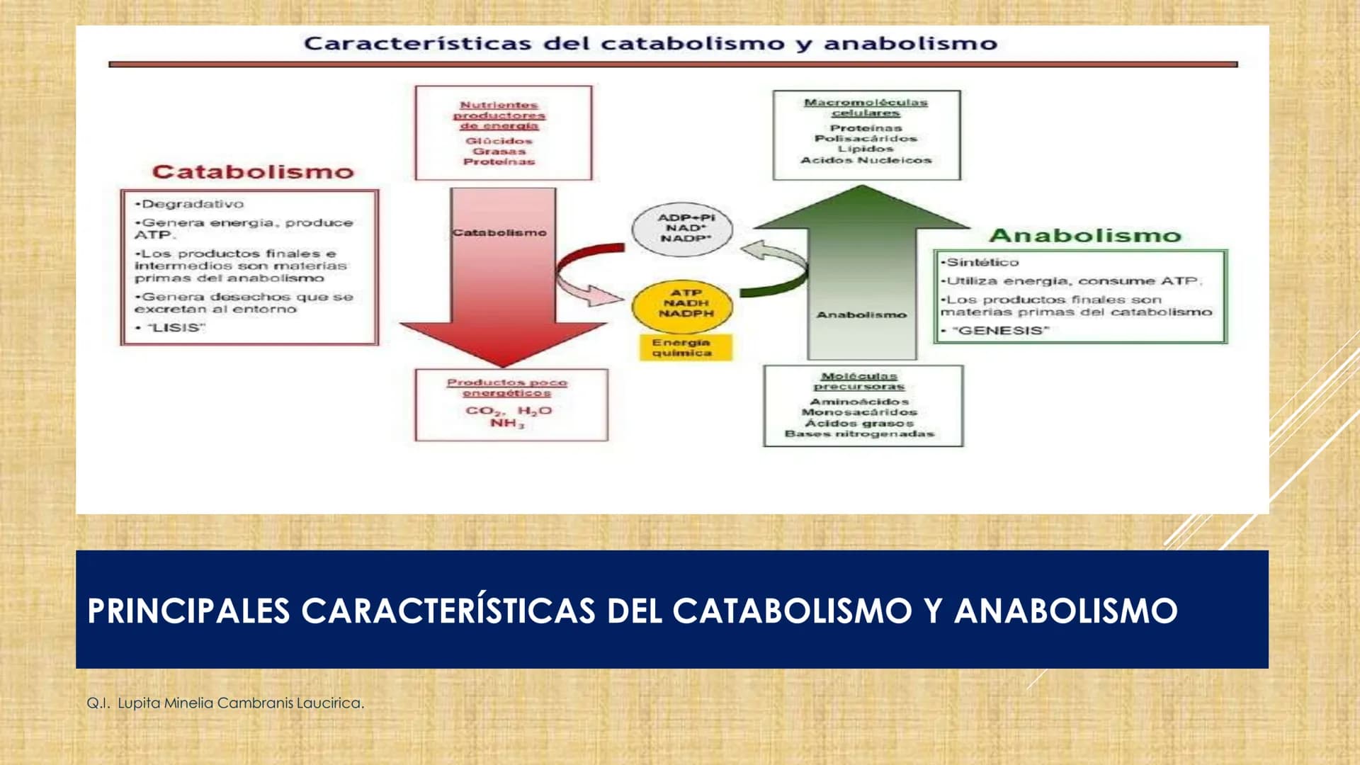 # NIVELES DE ORGANIZACIÓN
4 Nivel celular
5 Nivel tisular
6 Órganos
7 Sistemas
8 Individuos
3 Nivel subcelular
2 Nivel molecular
1 N