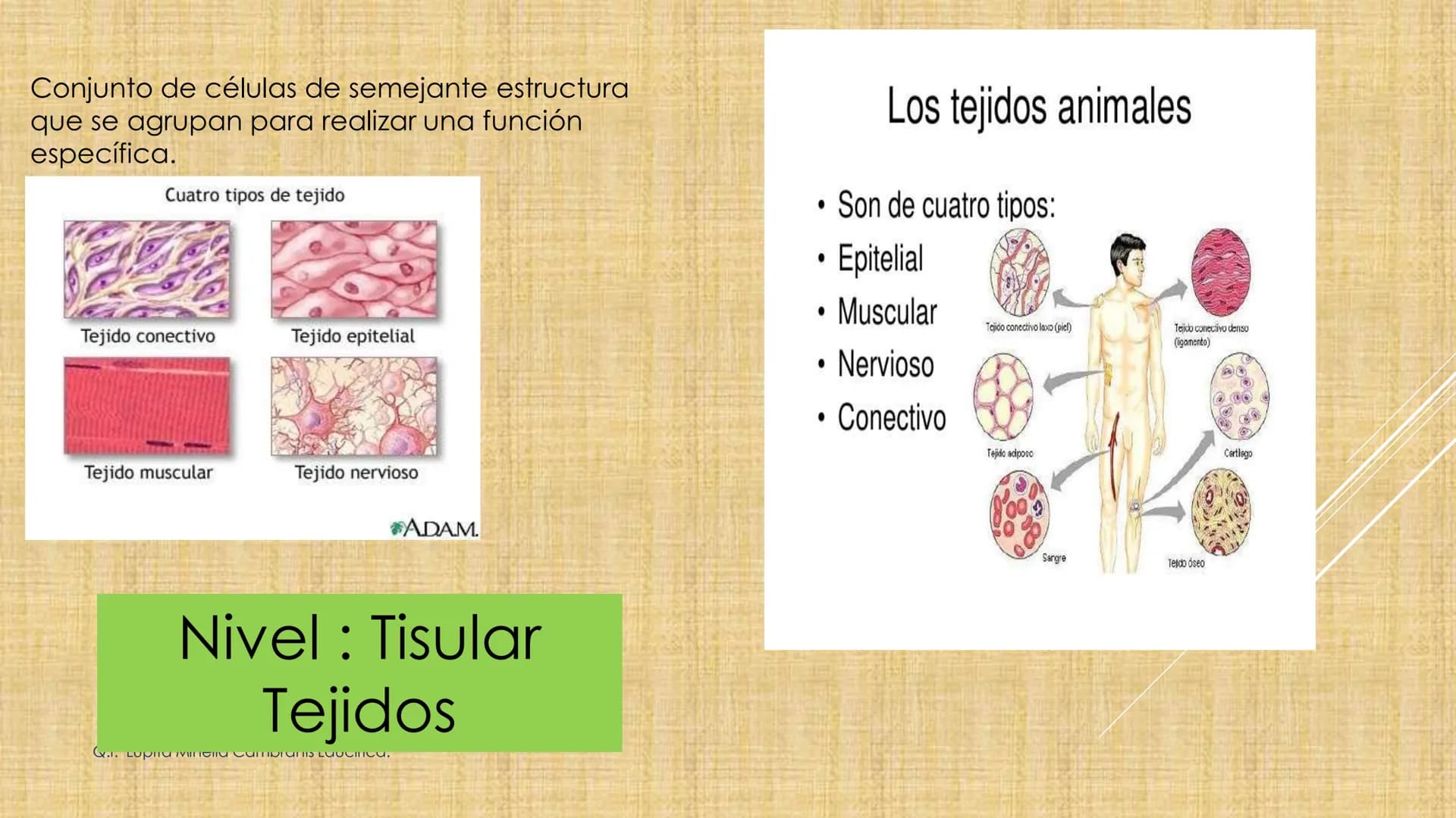 # NIVELES DE ORGANIZACIÓN
4 Nivel celular
5 Nivel tisular
6 Órganos
7 Sistemas
8 Individuos
3 Nivel subcelular
2 Nivel molecular
1 N
