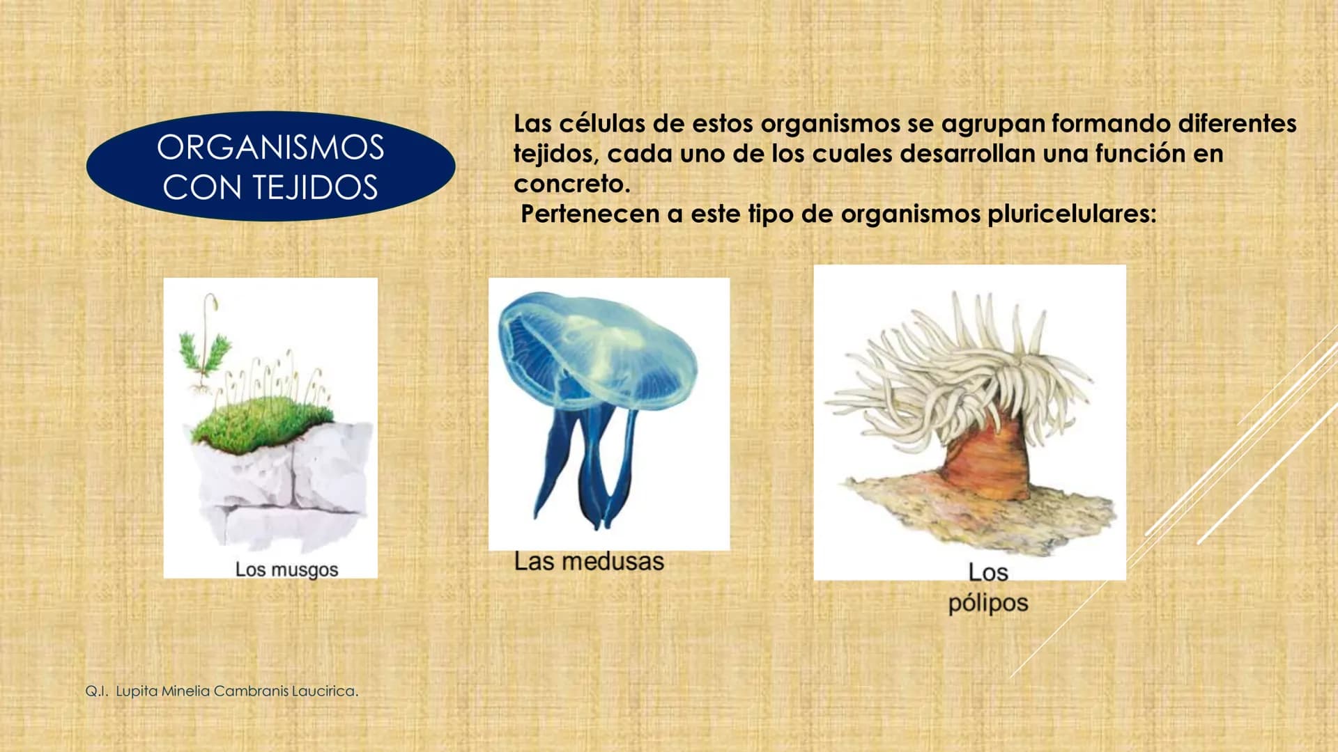 # NIVELES DE ORGANIZACIÓN
4 Nivel celular
5 Nivel tisular
6 Órganos
7 Sistemas
8 Individuos
3 Nivel subcelular
2 Nivel molecular
1 N