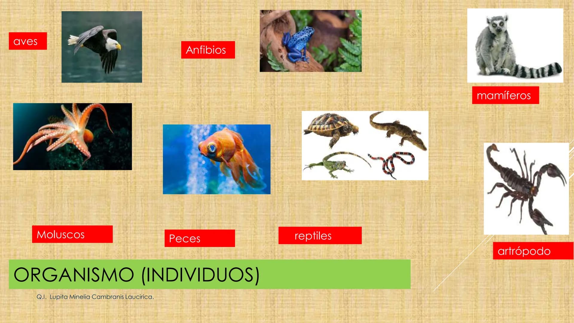 # NIVELES DE ORGANIZACIÓN
4 Nivel celular
5 Nivel tisular
6 Órganos
7 Sistemas
8 Individuos
3 Nivel subcelular
2 Nivel molecular
1 N