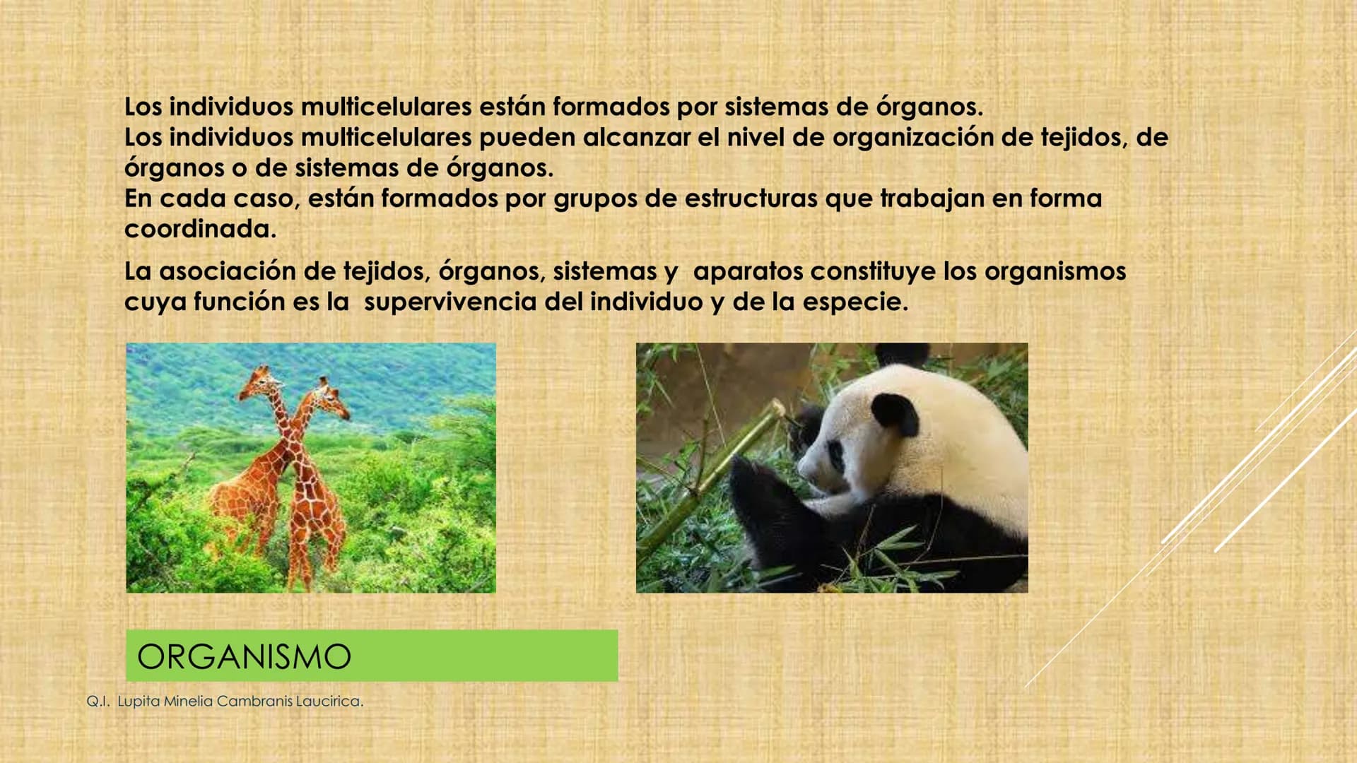 # NIVELES DE ORGANIZACIÓN
4 Nivel celular
5 Nivel tisular
6 Órganos
7 Sistemas
8 Individuos
3 Nivel subcelular
2 Nivel molecular
1 N