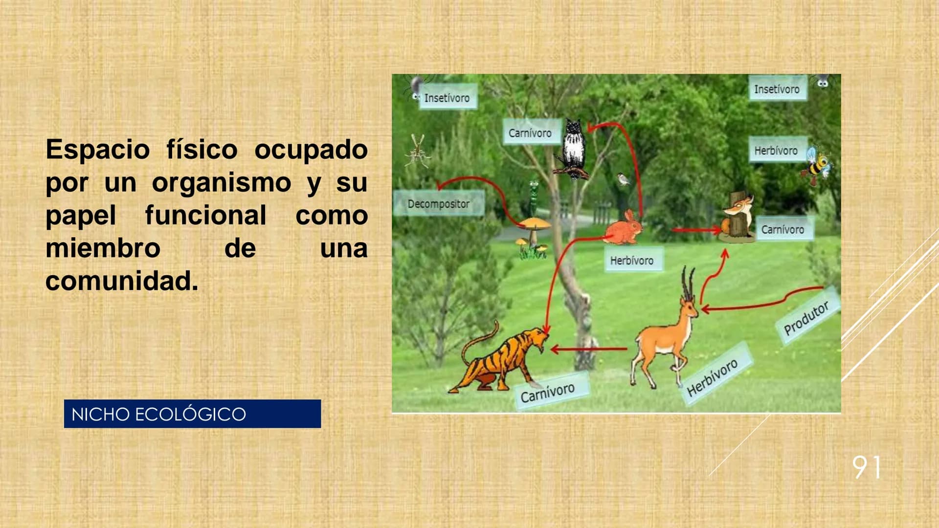 # NIVELES DE ORGANIZACIÓN
4 Nivel celular
5 Nivel tisular
6 Órganos
7 Sistemas
8 Individuos
3 Nivel subcelular
2 Nivel molecular
1 N