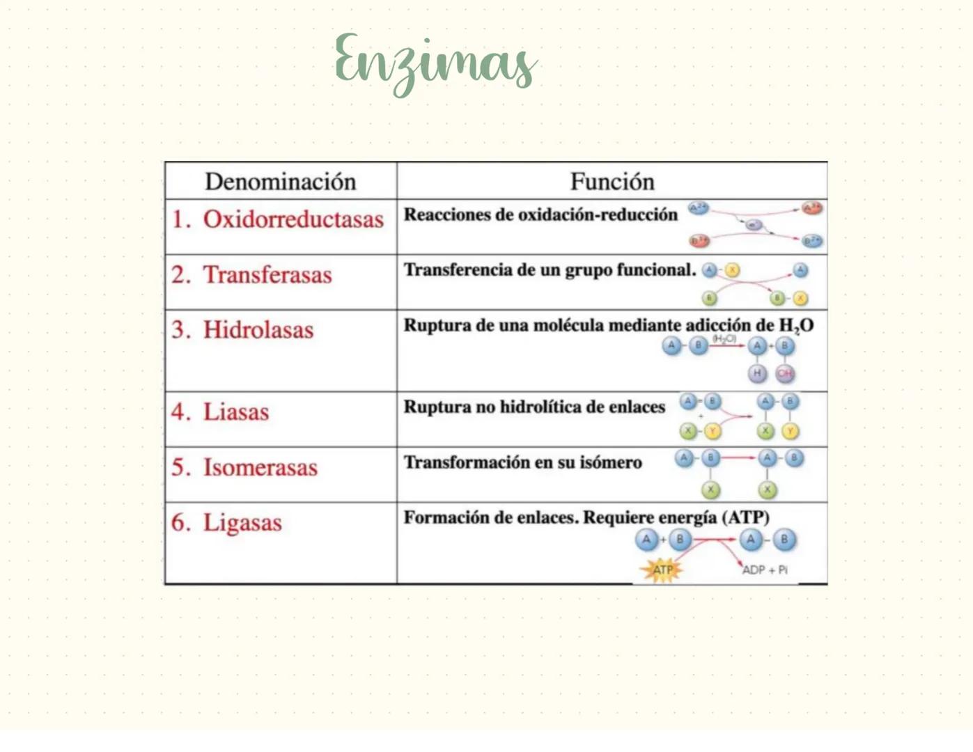 proteínas
La función principal de las proteínas es brindar soporte y estructura a las
células
Fórmula general de un aminoácido
Aminoácidos-M