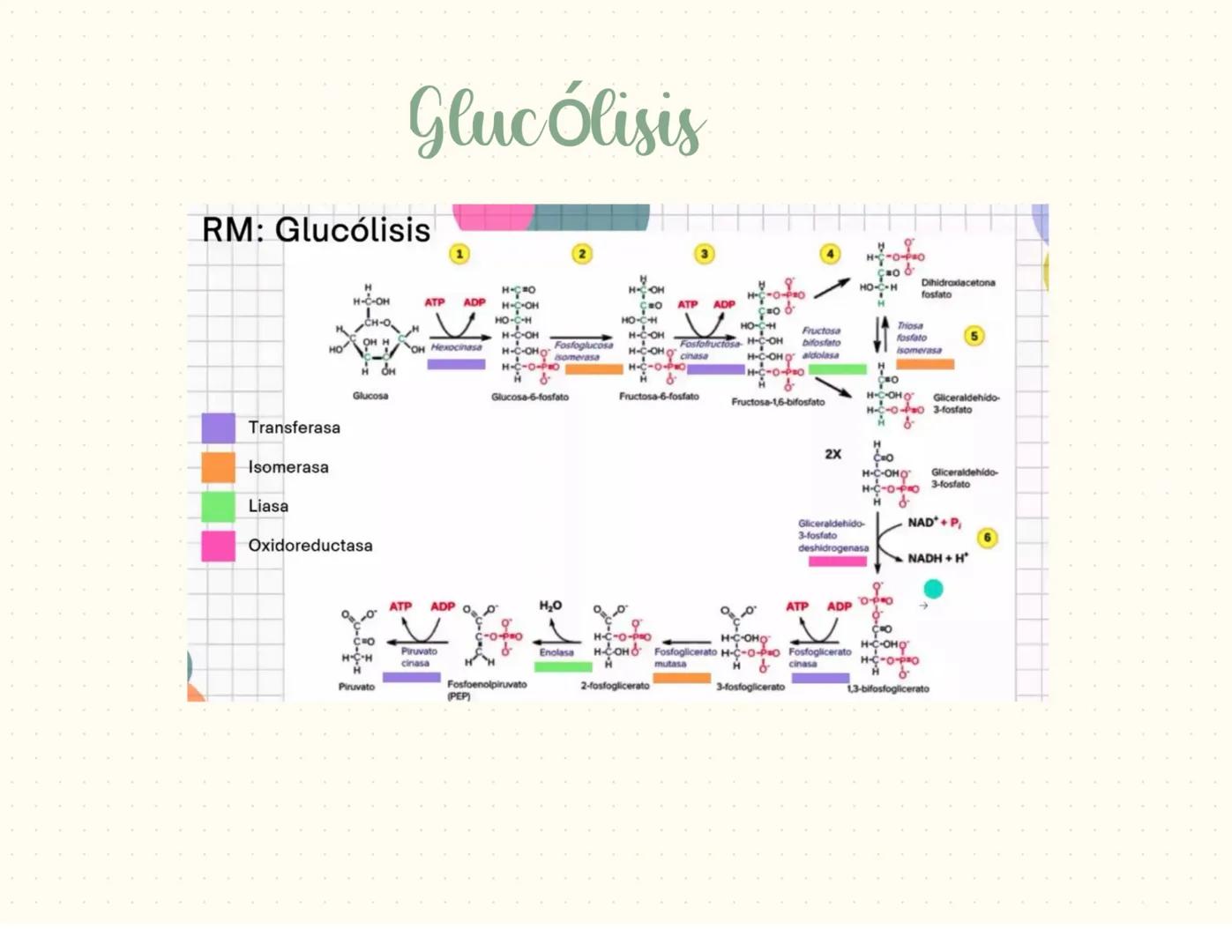 proteínas
La función principal de las proteínas es brindar soporte y estructura a las
células
Fórmula general de un aminoácido
Aminoácidos-M