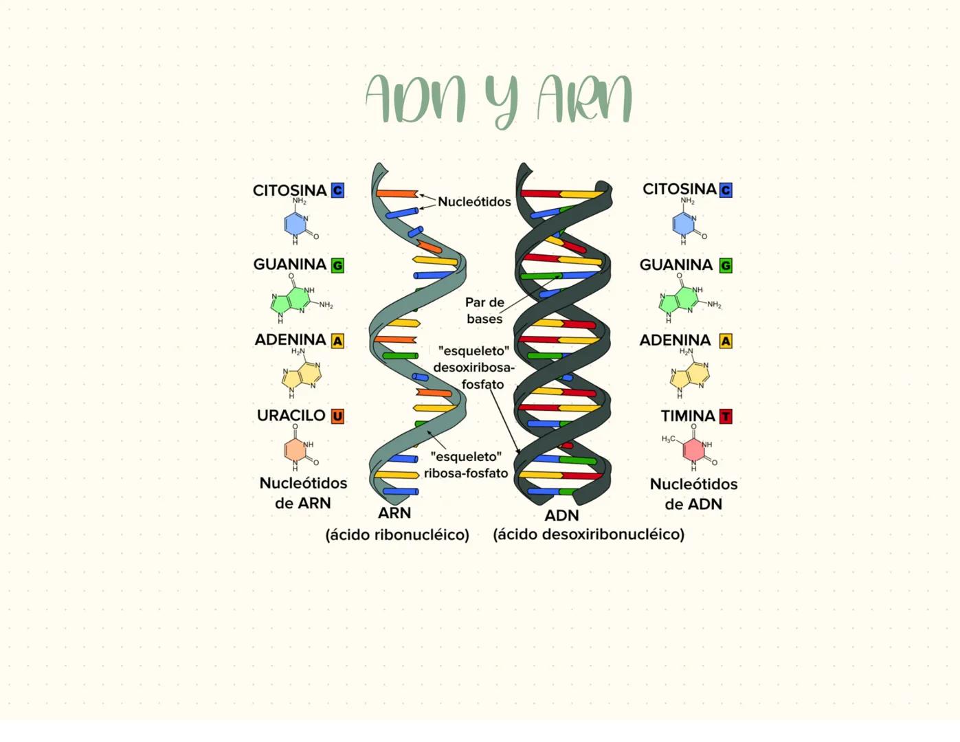 proteínas
La función principal de las proteínas es brindar soporte y estructura a las
células
Fórmula general de un aminoácido
Aminoácidos-M