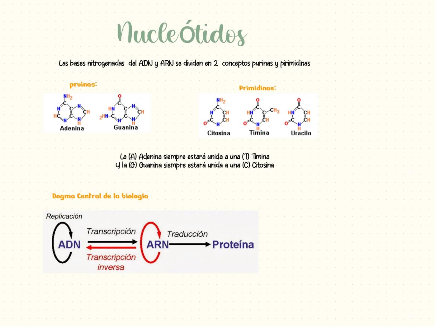 proteínas
La función principal de las proteínas es brindar soporte y estructura a las
células
Fórmula general de un aminoácido
Aminoácidos-M