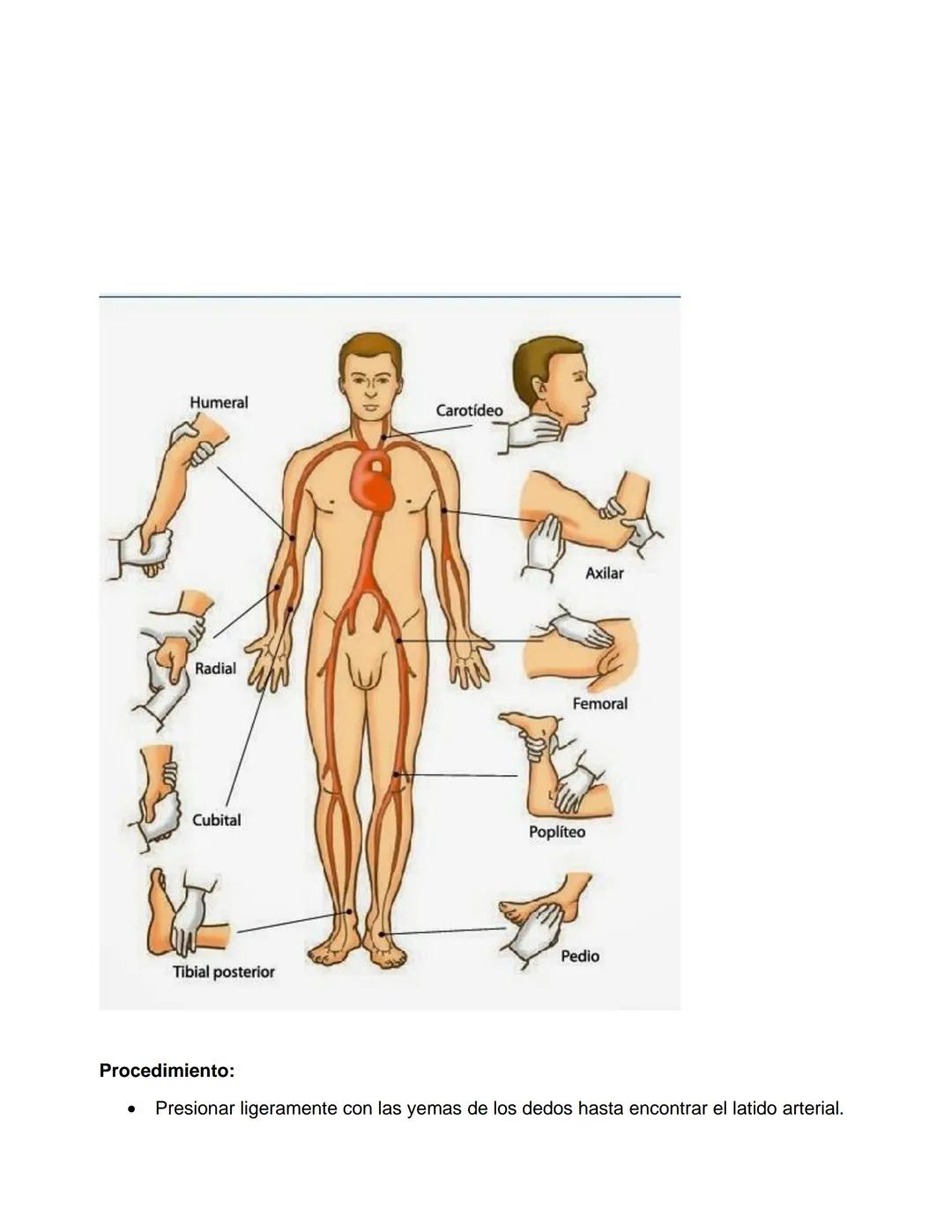HIGIENES DE LAS MANOS.
Procedimiento del lavado de manos antiséptico
Concepto:
Es el proceso que se lleva a cabo para eliminar el mayor núme