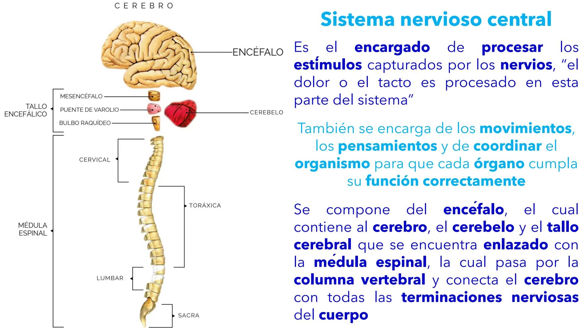 --- OCR Start ---
YATA DEL VALLE DE ECATEP
ES
UNIVERSIDAD
sed
Non
secus
nova,
nova.
UNEVE
Universidad Estatal del Valle
de Ecatepec
LICENCIA