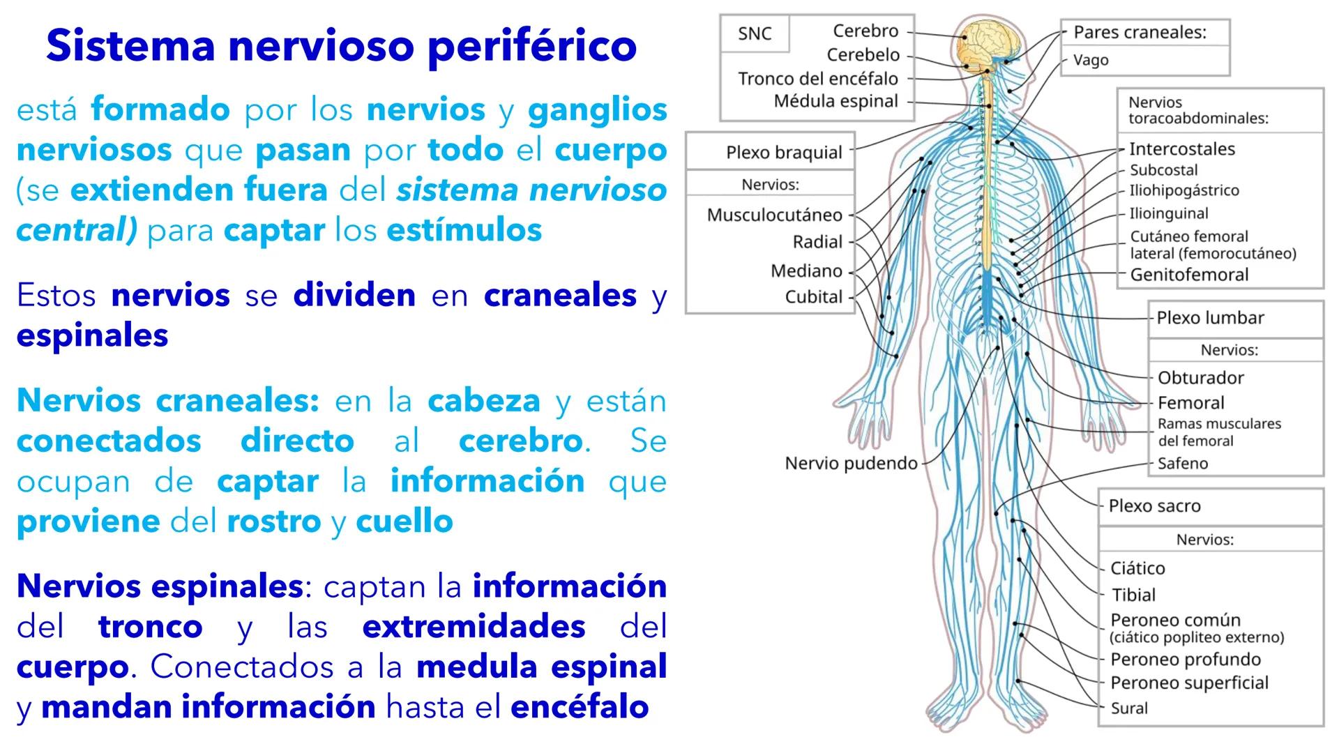 --- OCR Start ---
YATA DEL VALLE DE ECATEP
ES
UNIVERSIDAD
sed
Non
secus
nova,
nova.
UNEVE
Universidad Estatal del Valle
de Ecatepec
LICENCIA