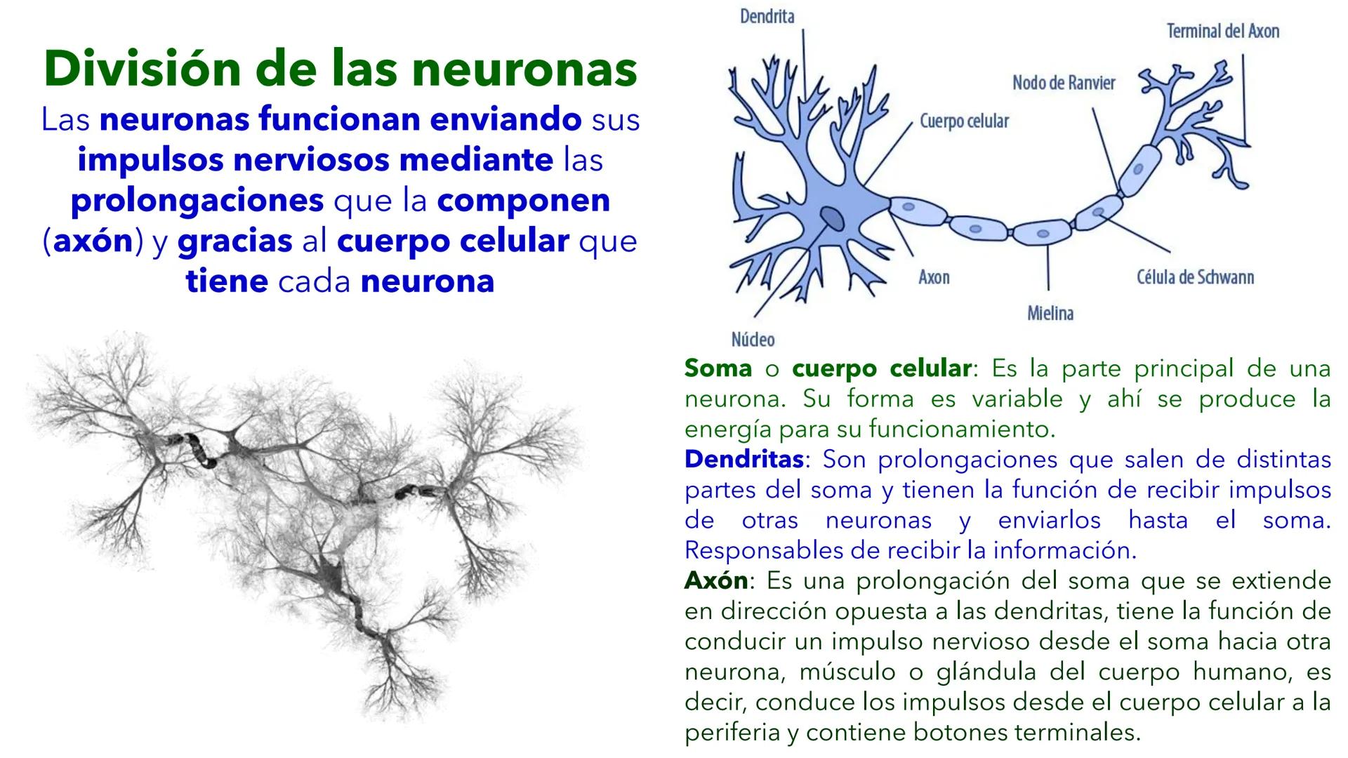 --- OCR Start ---
YATA DEL VALLE DE ECATEP
ES
UNIVERSIDAD
sed
Non
secus
nova,
nova.
UNEVE
Universidad Estatal del Valle
de Ecatepec
LICENCIA