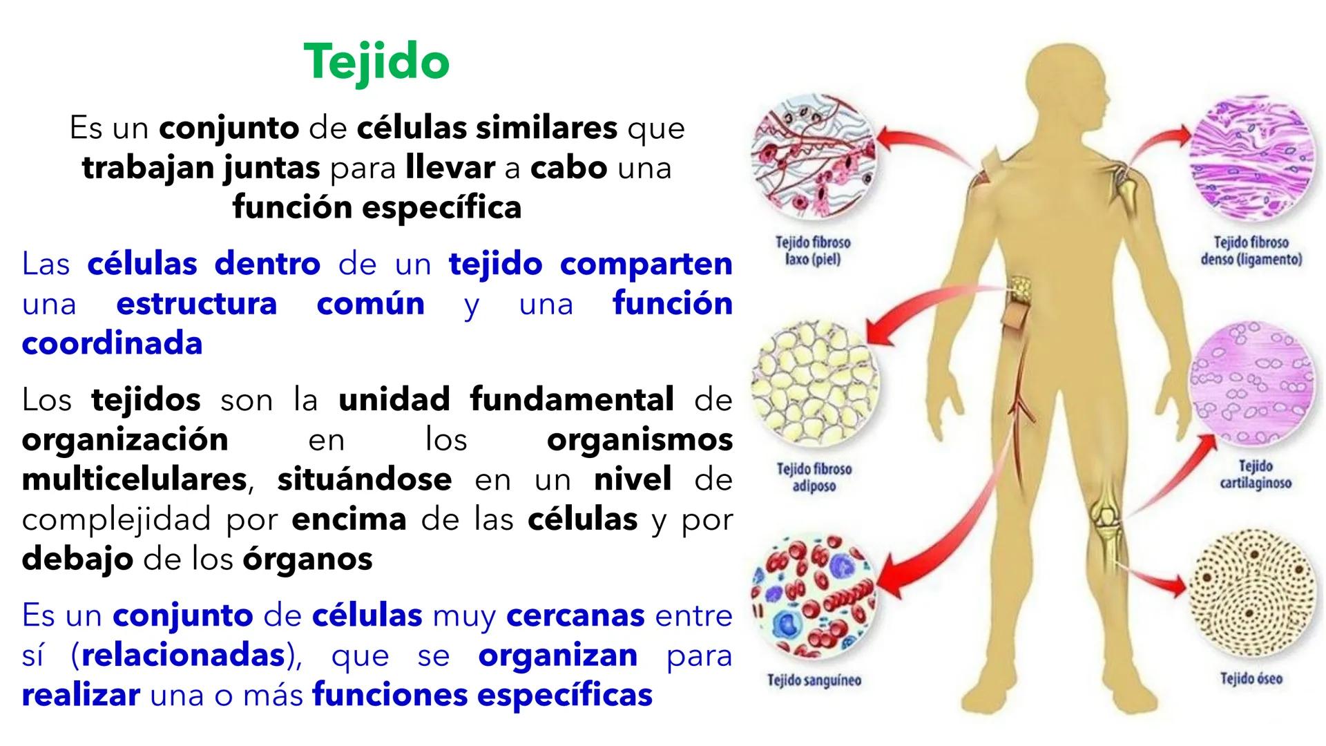 --- OCR Start ---
YATA DEL VALLE DE ECATEP
ES
UNIVERSIDAD
sed
Non
secus
nova,
nova.
UNEVE
Universidad Estatal del Valle
de Ecatepec
LICENCIA