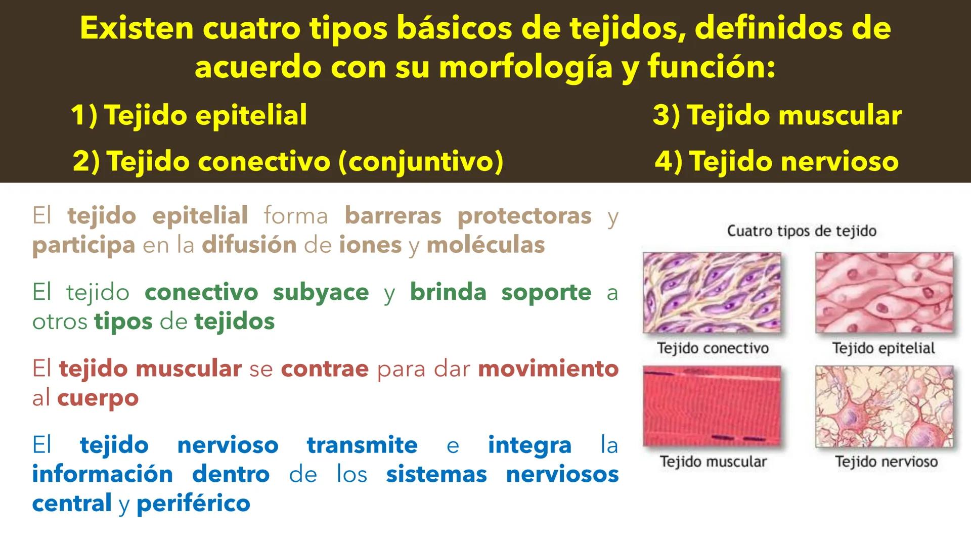 --- OCR Start ---
YATA DEL VALLE DE ECATEP
ES
UNIVERSIDAD
sed
Non
secus
nova,
nova.
UNEVE
Universidad Estatal del Valle
de Ecatepec
LICENCIA