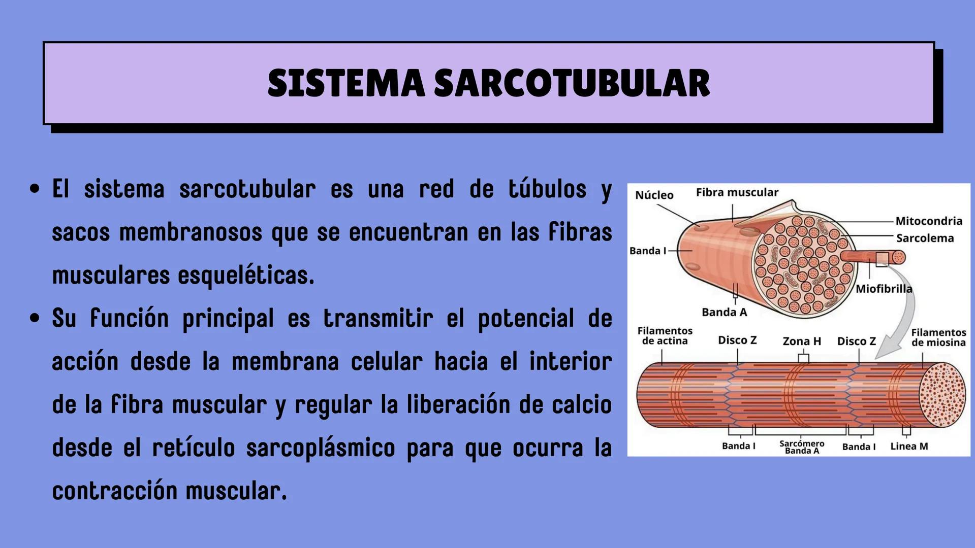 # SISTEMA MUSCULAR
LN. IVANNA SAURI LOPEZ La fisiología muscular estudia cómo se
contraen y relajan los músculos para mover
las partes del