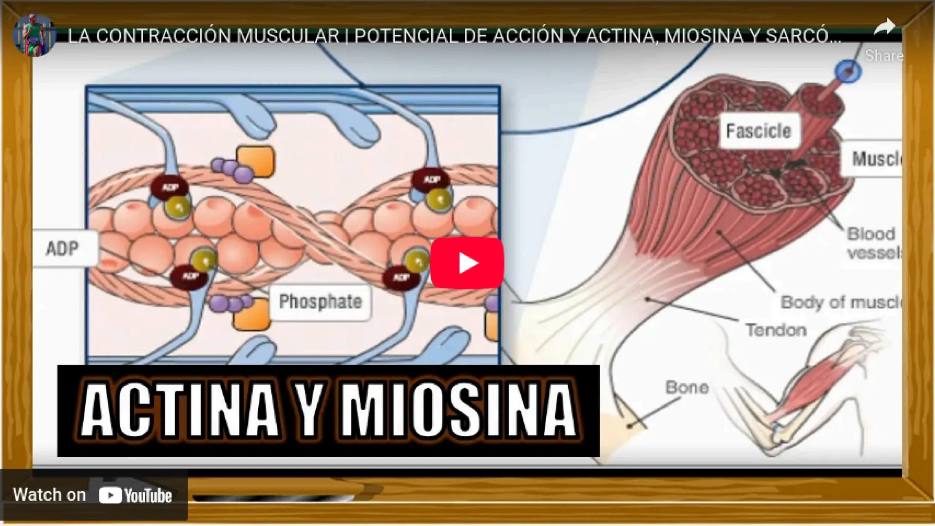 # SISTEMA MUSCULAR
LN. IVANNA SAURI LOPEZ La fisiología muscular estudia cómo se
contraen y relajan los músculos para mover
las partes del