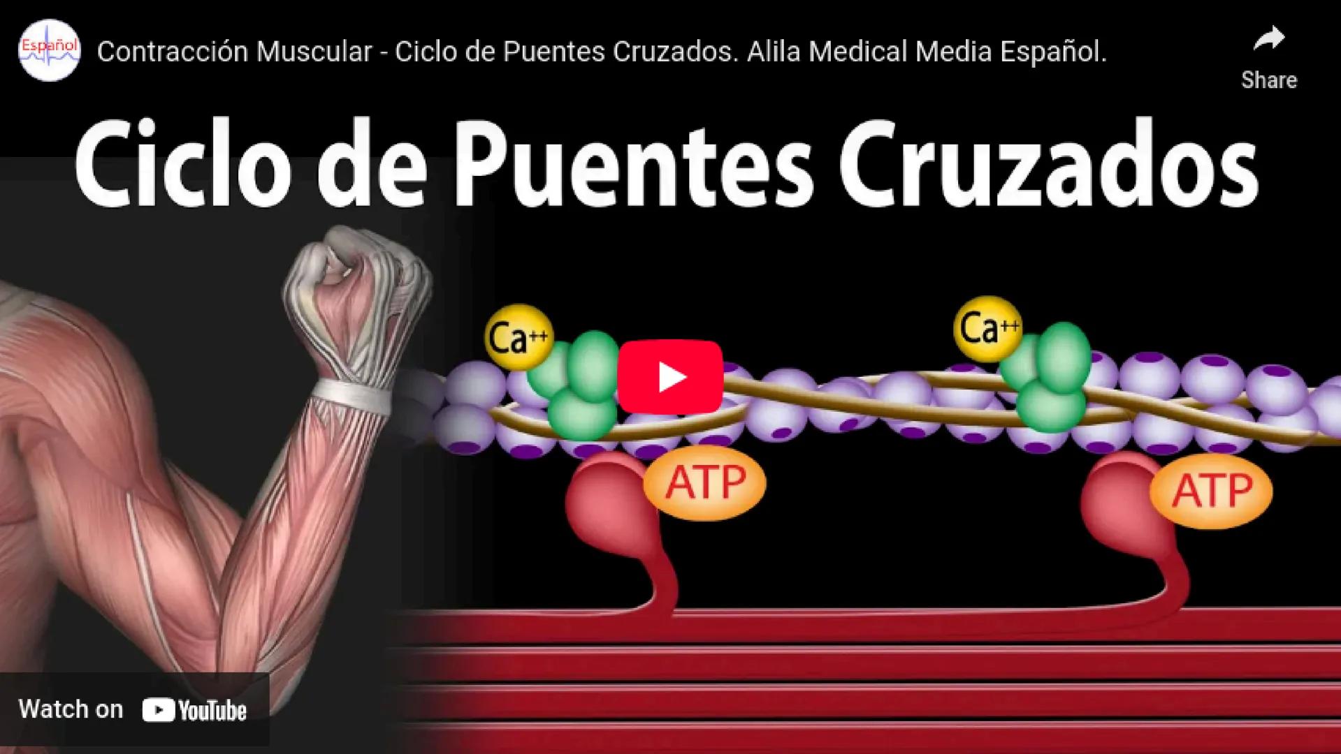 # SISTEMA MUSCULAR
LN. IVANNA SAURI LOPEZ La fisiología muscular estudia cómo se
contraen y relajan los músculos para mover
las partes del