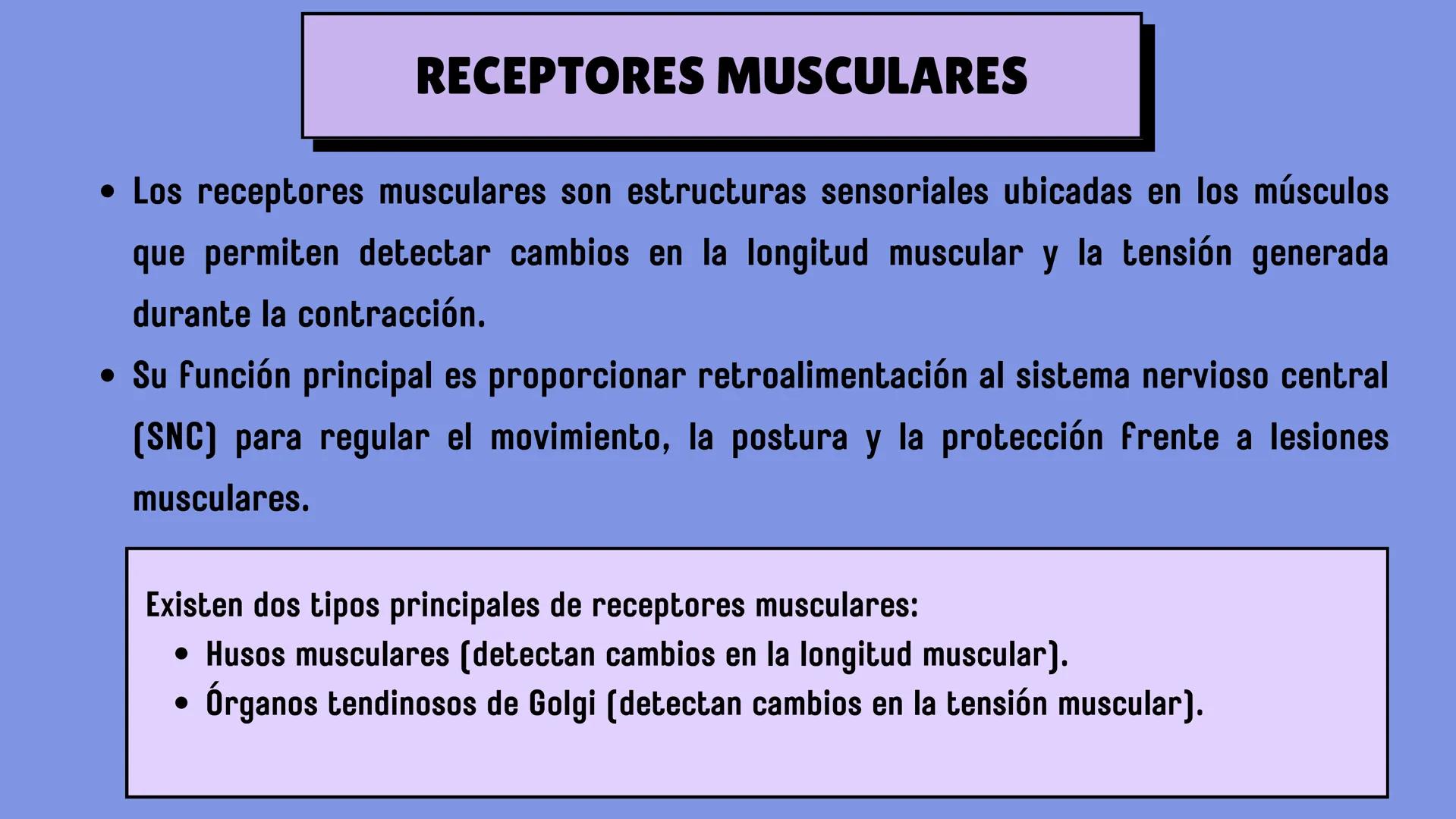 # SISTEMA MUSCULAR
LN. IVANNA SAURI LOPEZ La fisiología muscular estudia cómo se
contraen y relajan los músculos para mover
las partes del