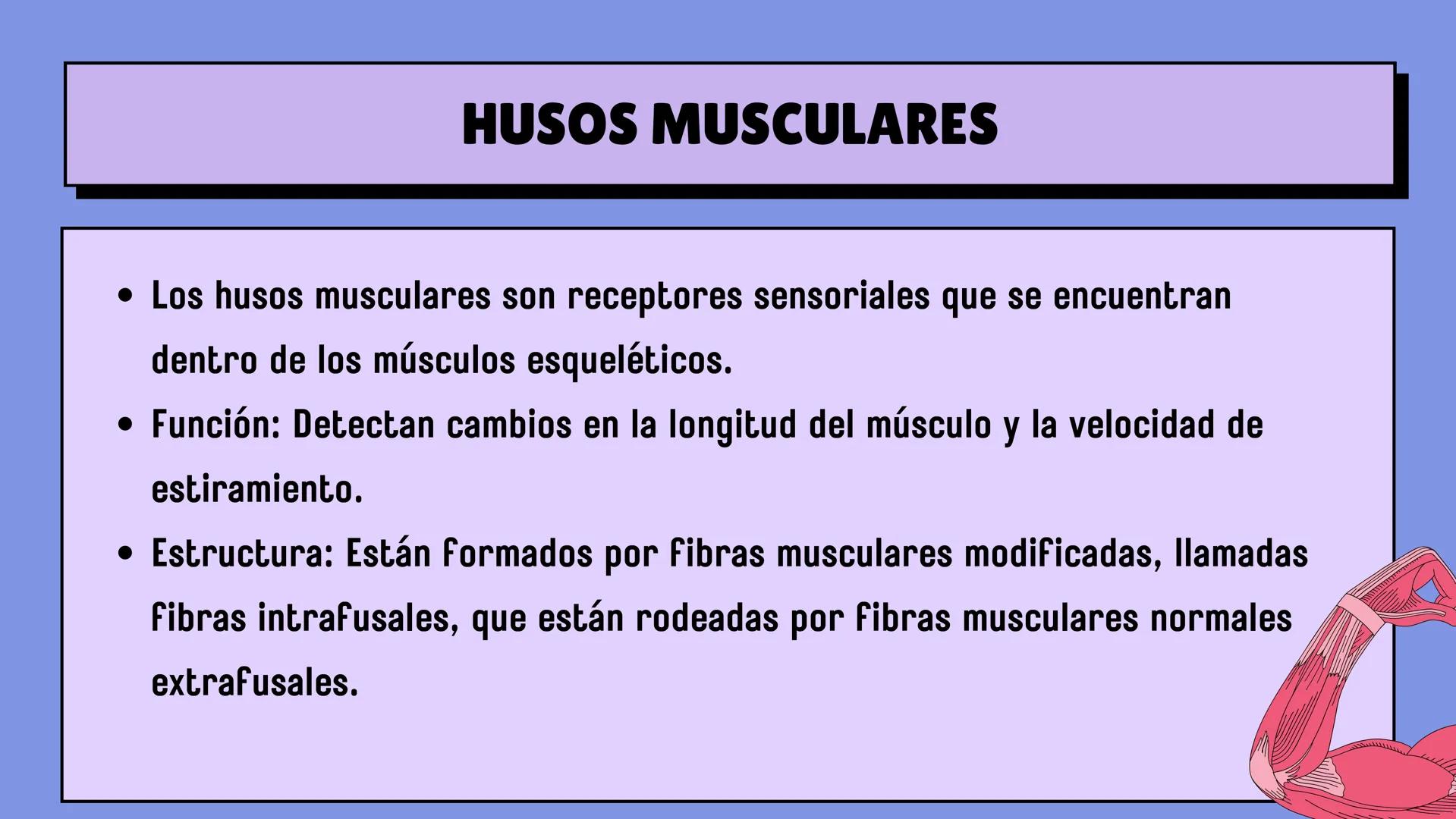 # SISTEMA MUSCULAR
LN. IVANNA SAURI LOPEZ La fisiología muscular estudia cómo se
contraen y relajan los músculos para mover
las partes del