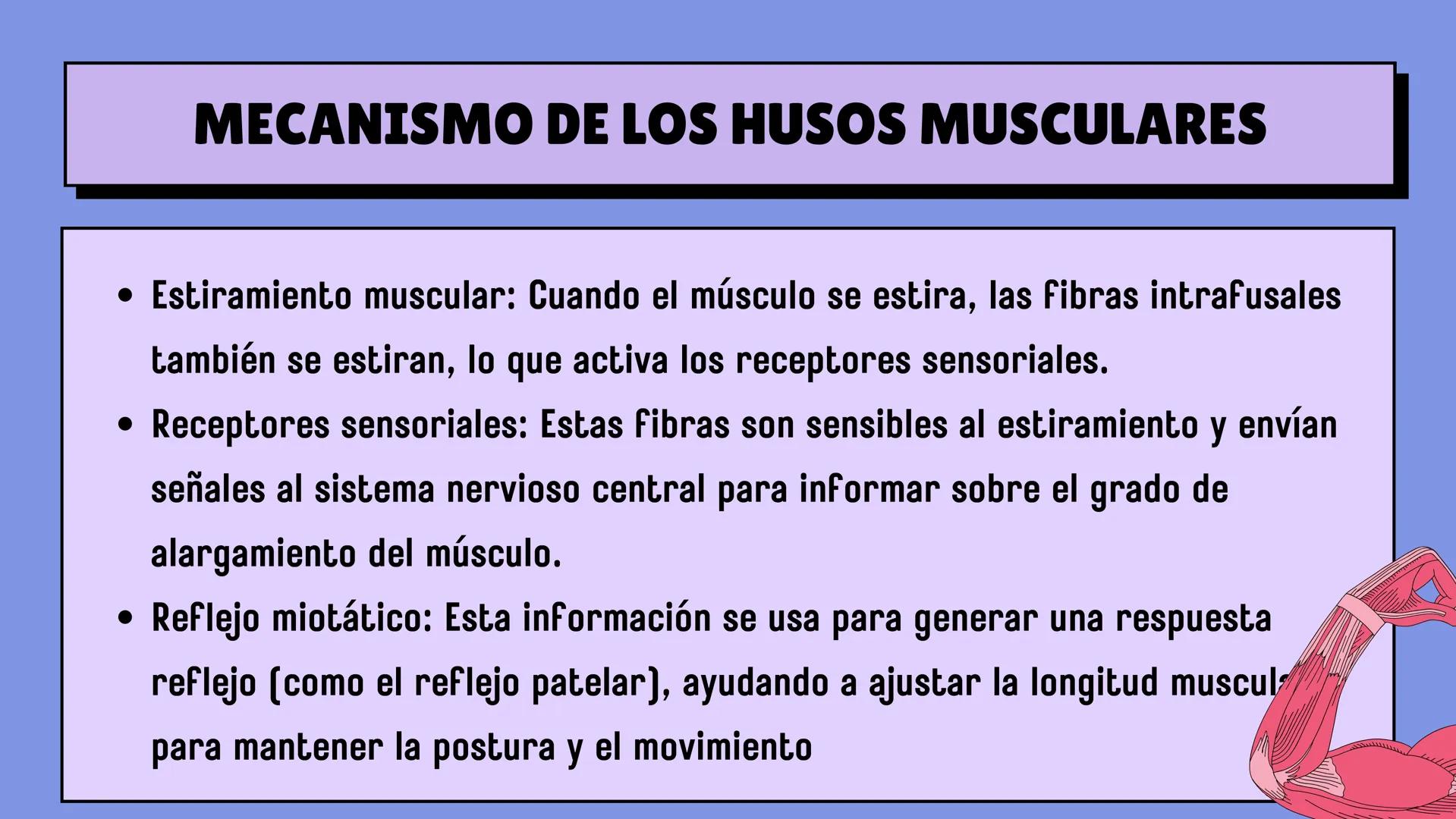 # SISTEMA MUSCULAR
LN. IVANNA SAURI LOPEZ La fisiología muscular estudia cómo se
contraen y relajan los músculos para mover
las partes del