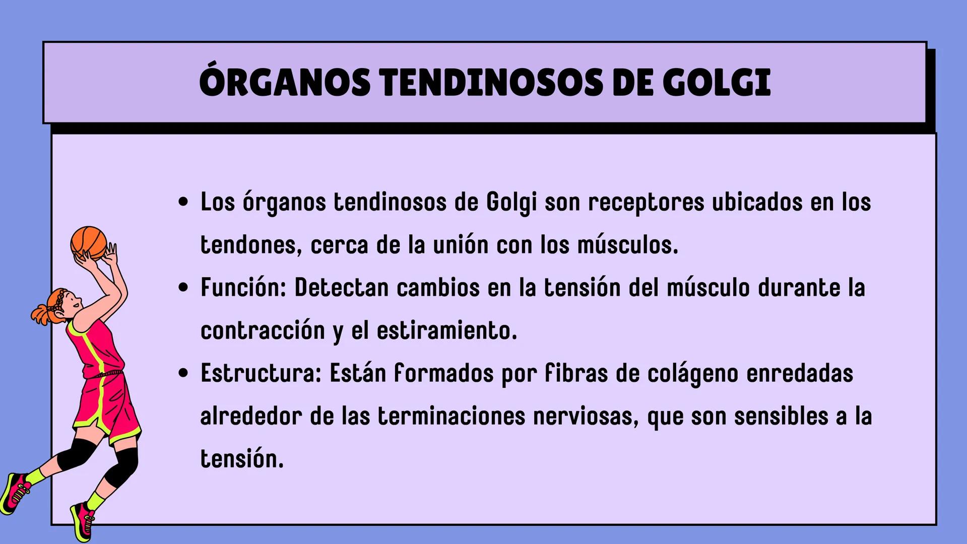 # SISTEMA MUSCULAR
LN. IVANNA SAURI LOPEZ La fisiología muscular estudia cómo se
contraen y relajan los músculos para mover
las partes del