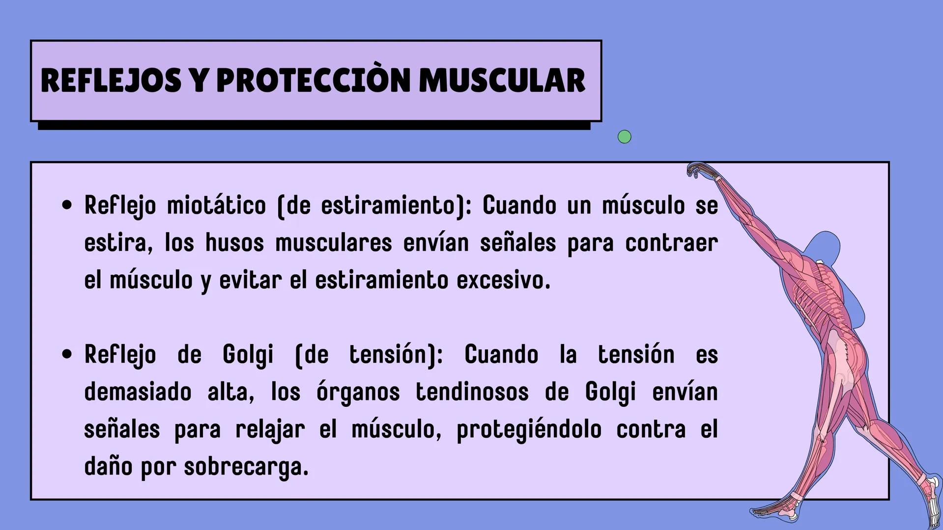 # SISTEMA MUSCULAR
LN. IVANNA SAURI LOPEZ La fisiología muscular estudia cómo se
contraen y relajan los músculos para mover
las partes del