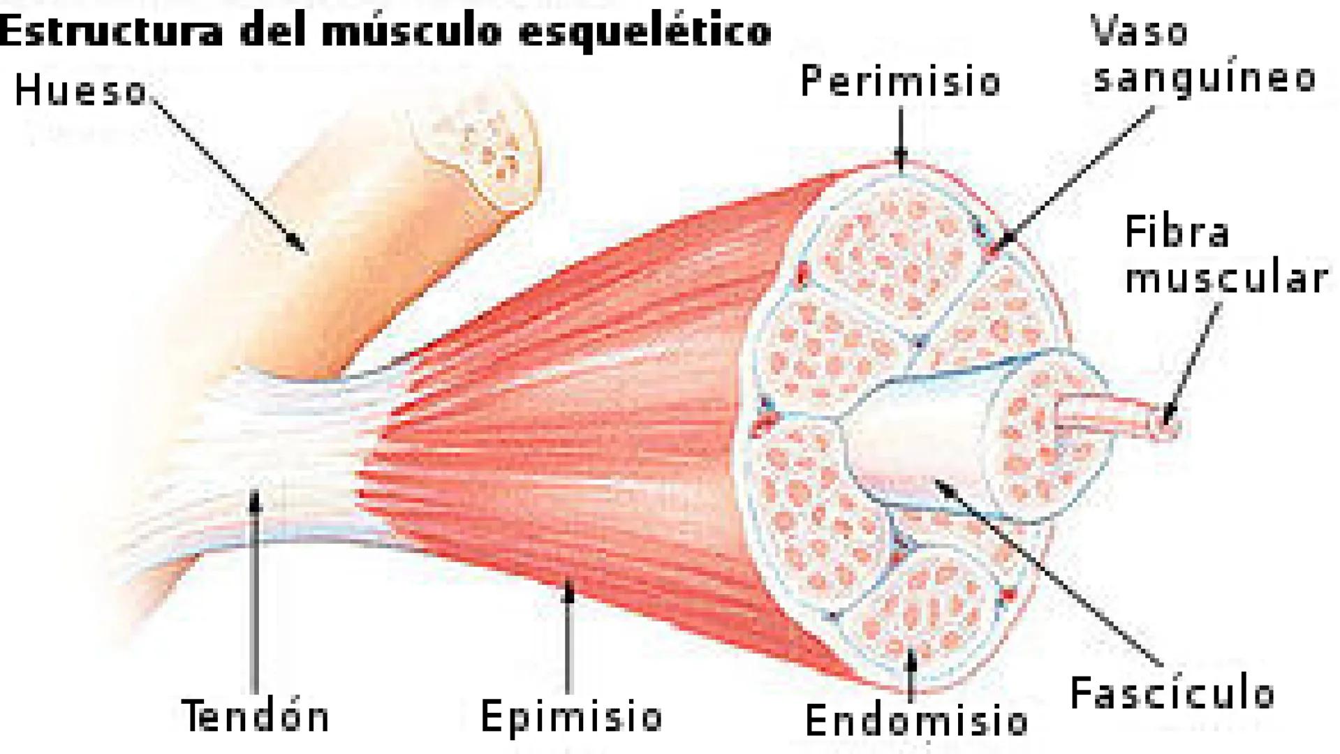 # SISTEMA MUSCULAR
LN. IVANNA SAURI LOPEZ La fisiología muscular estudia cómo se
contraen y relajan los músculos para mover
las partes del