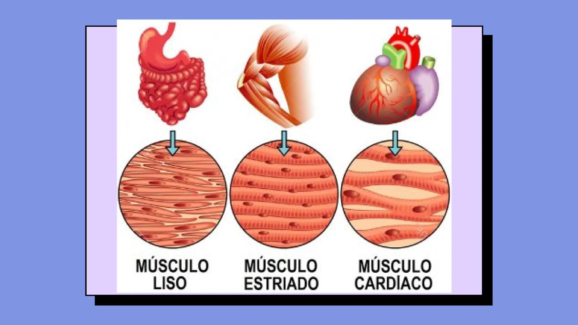 # SISTEMA MUSCULAR
LN. IVANNA SAURI LOPEZ La fisiología muscular estudia cómo se
contraen y relajan los músculos para mover
las partes del