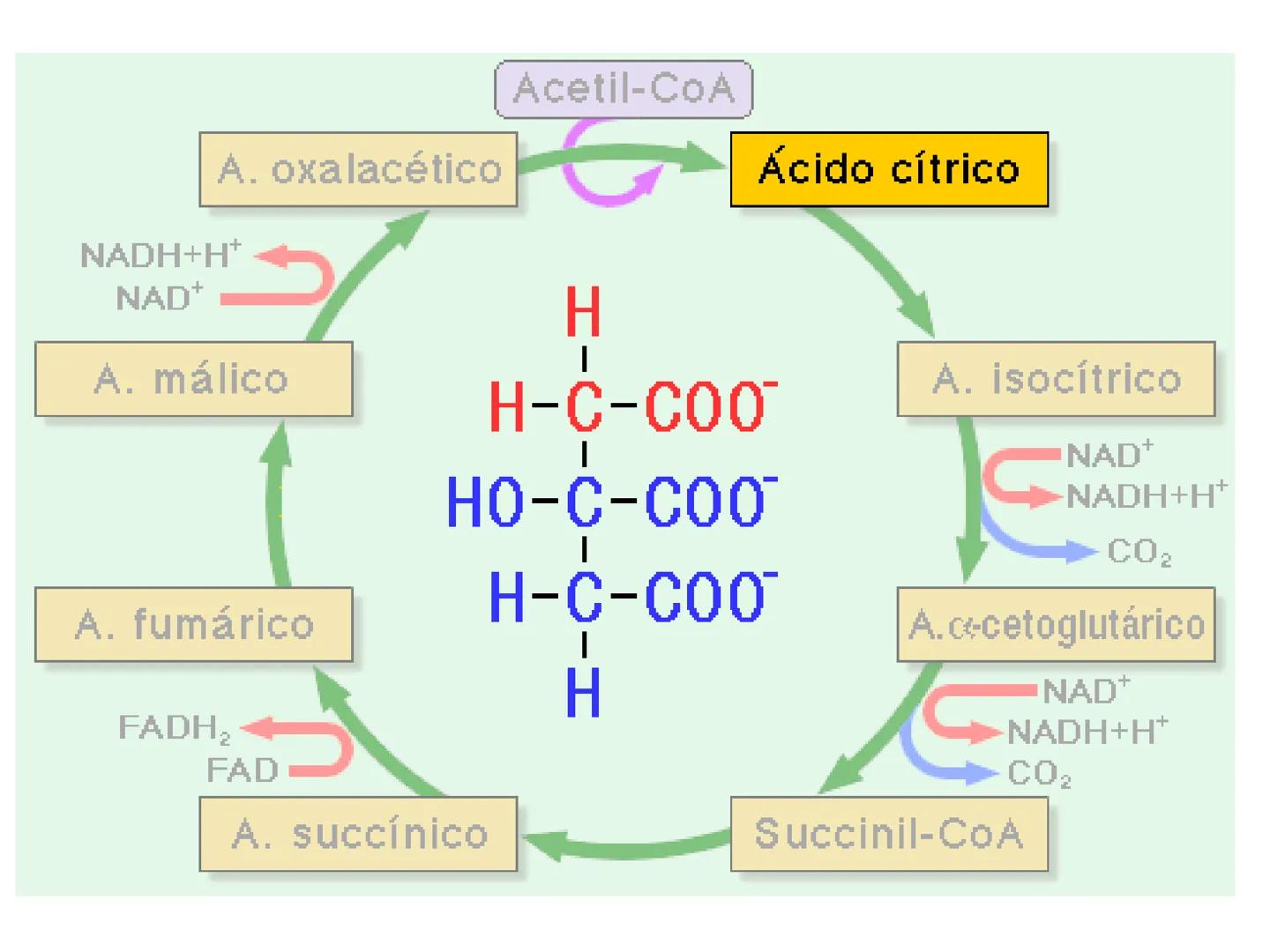 # CICLO DE KREBS •El ciclo fue propuesto por Hans Krebs en 1937.
•Es la vía de oxidación de la mayor parte de carbohidratos, ácidos grasos y