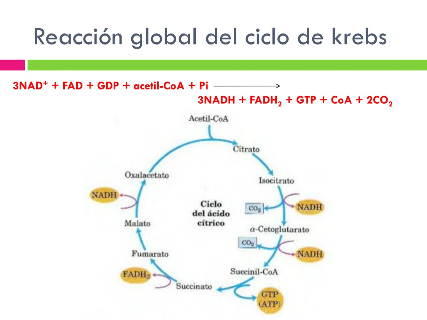 # CICLO DE KREBS •El ciclo fue propuesto por Hans Krebs en 1937.
•Es la vía de oxidación de la mayor parte de carbohidratos, ácidos grasos y