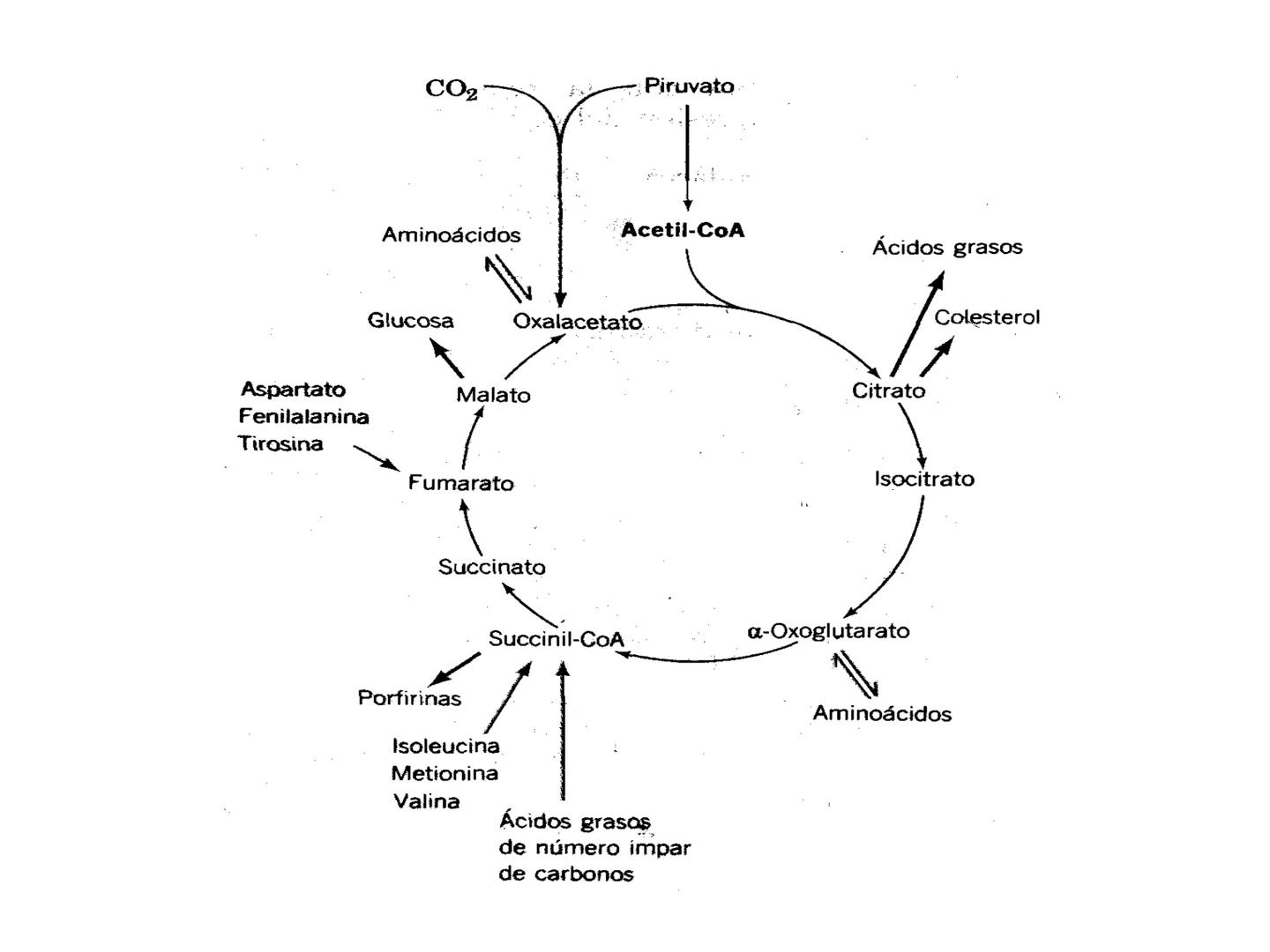 # CICLO DE KREBS •El ciclo fue propuesto por Hans Krebs en 1937.
•Es la vía de oxidación de la mayor parte de carbohidratos, ácidos grasos y