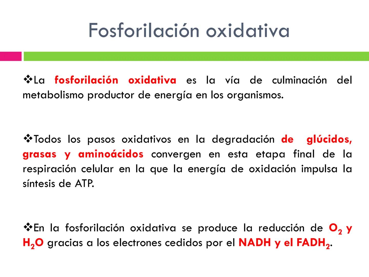 # CICLO DE KREBS •El ciclo fue propuesto por Hans Krebs en 1937.
•Es la vía de oxidación de la mayor parte de carbohidratos, ácidos grasos y