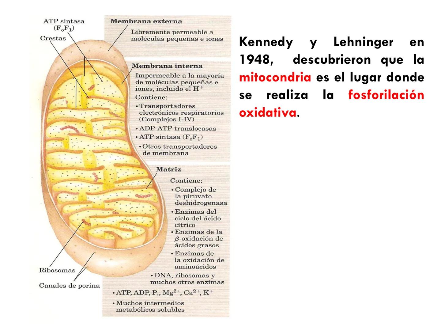 # CICLO DE KREBS •El ciclo fue propuesto por Hans Krebs en 1937.
•Es la vía de oxidación de la mayor parte de carbohidratos, ácidos grasos y