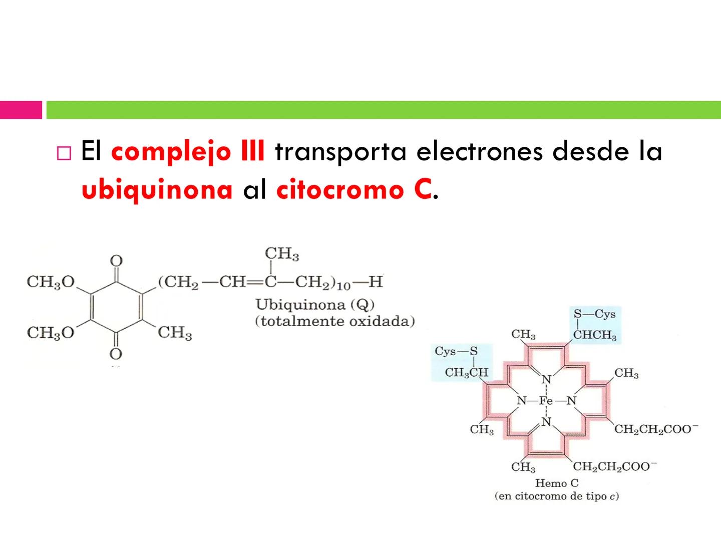 # CICLO DE KREBS •El ciclo fue propuesto por Hans Krebs en 1937.
•Es la vía de oxidación de la mayor parte de carbohidratos, ácidos grasos y